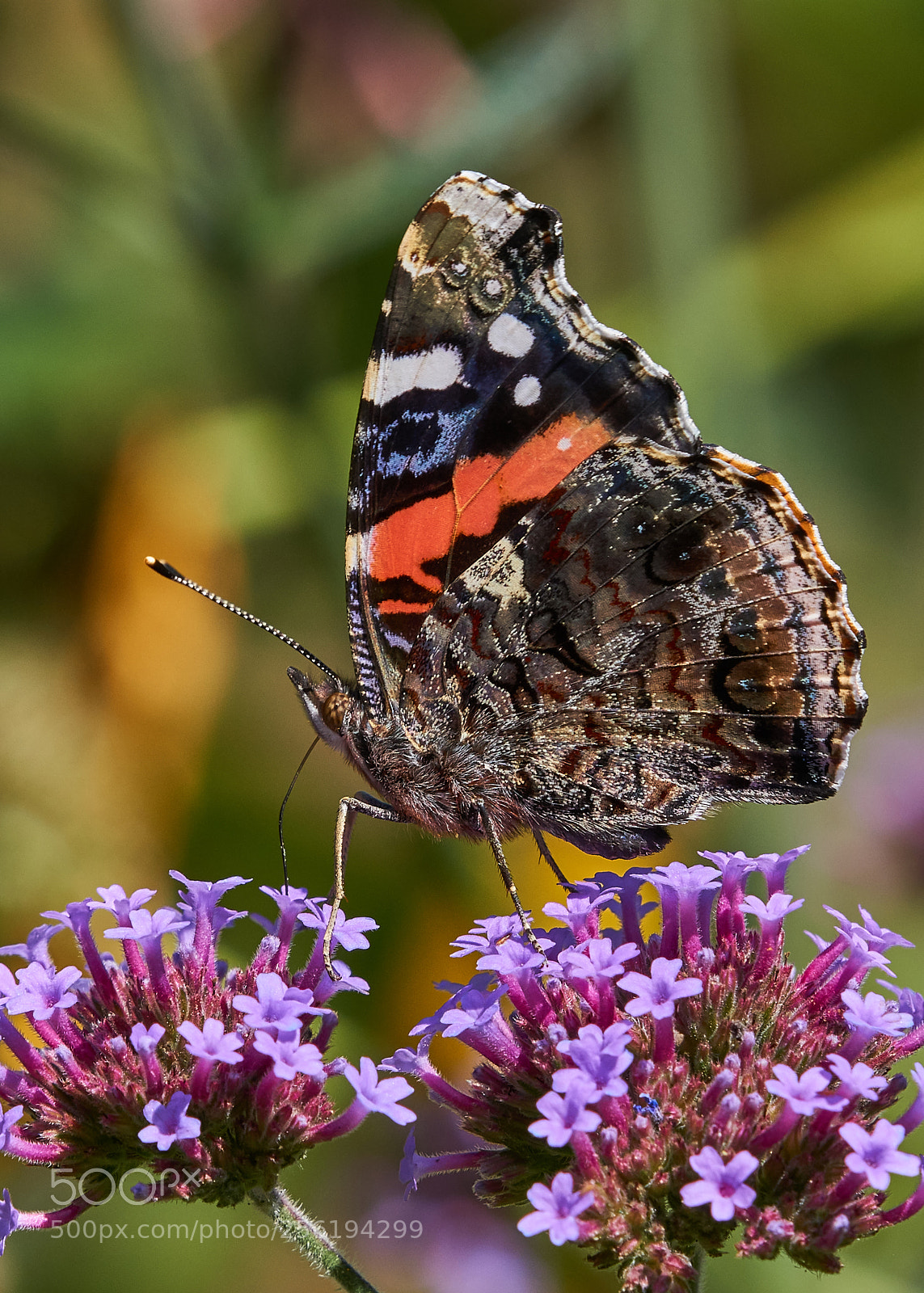 Sony a6000 sample photo. Red admiral photography