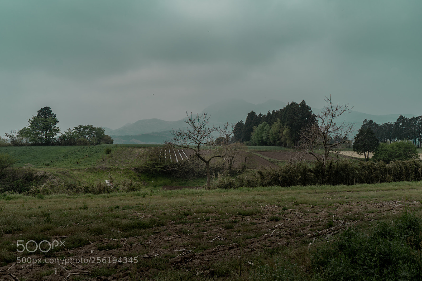 Sony a7 III sample photo. Misty day photography