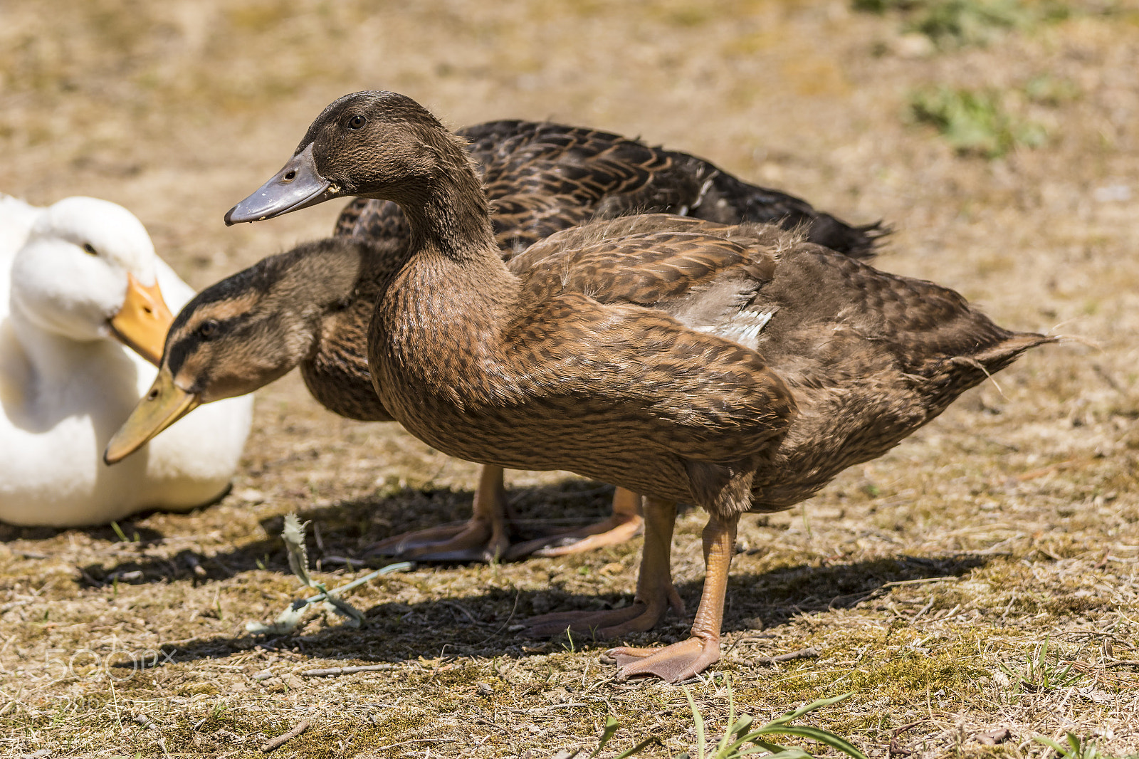 Canon EOS 7D Mark II sample photo. Female mallard photography