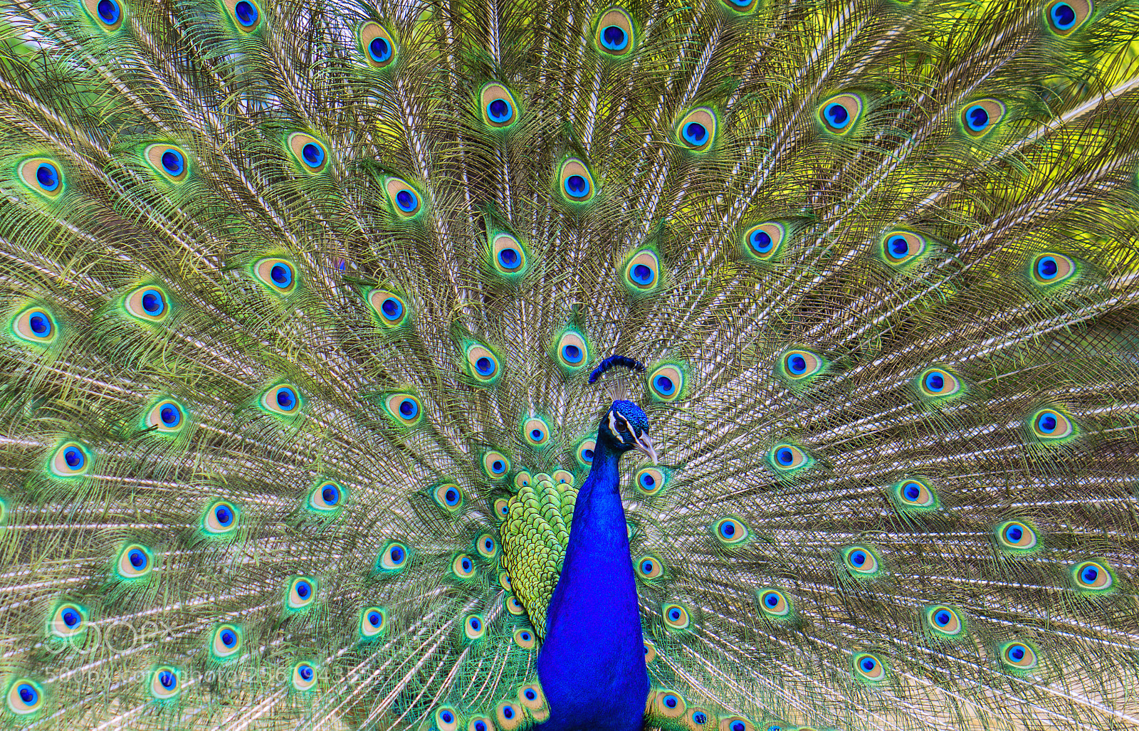 Sony a6000 sample photo. Peacock photography