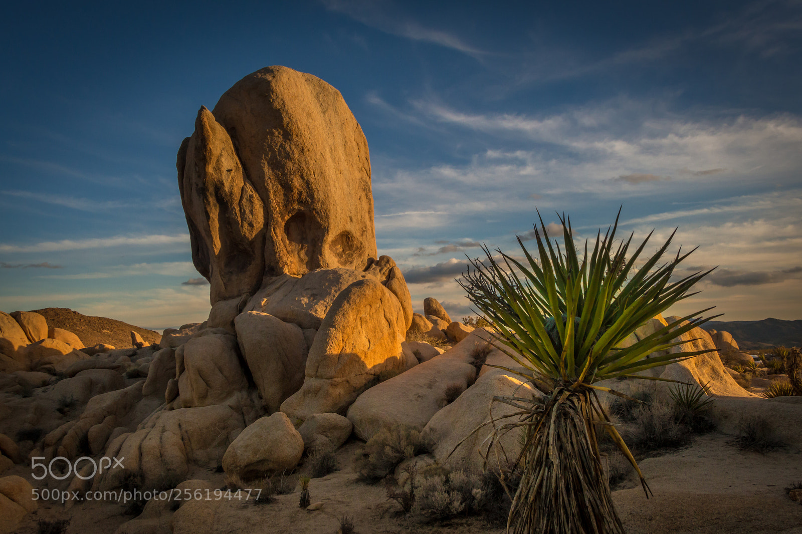 Canon EOS 700D (EOS Rebel T5i / EOS Kiss X7i) sample photo. Joshua tree national park photography
