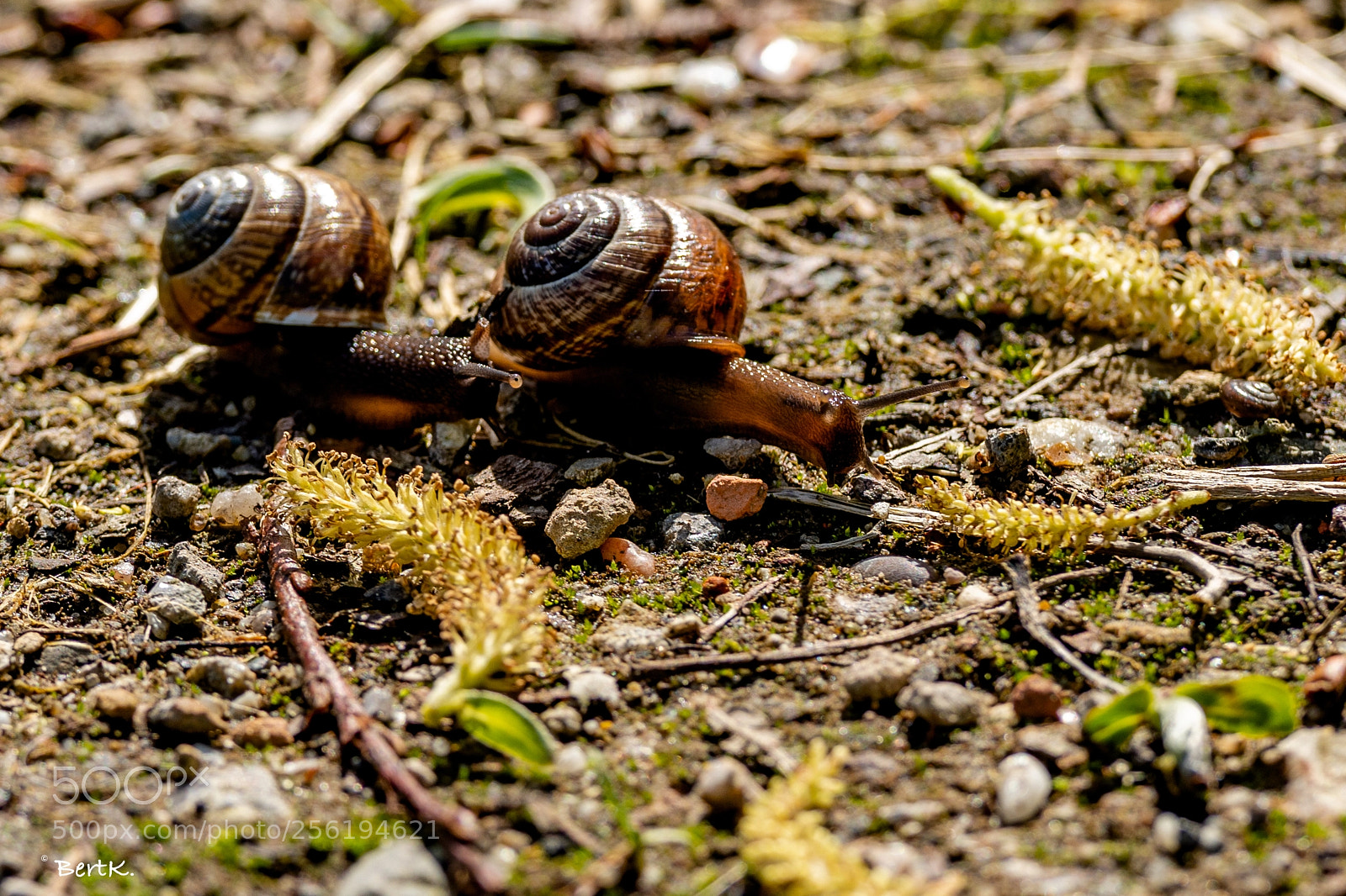 Nikon D500 sample photo. And the winner is...... photography