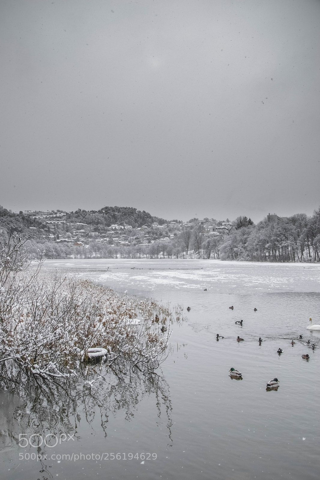 Nikon D5300 sample photo. Snowfall on the lake photography