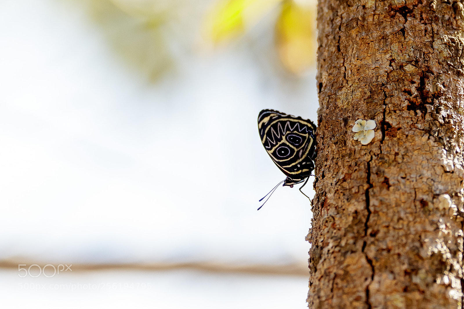Canon EOS 5DS R sample photo. Callicore sorana sorana photography