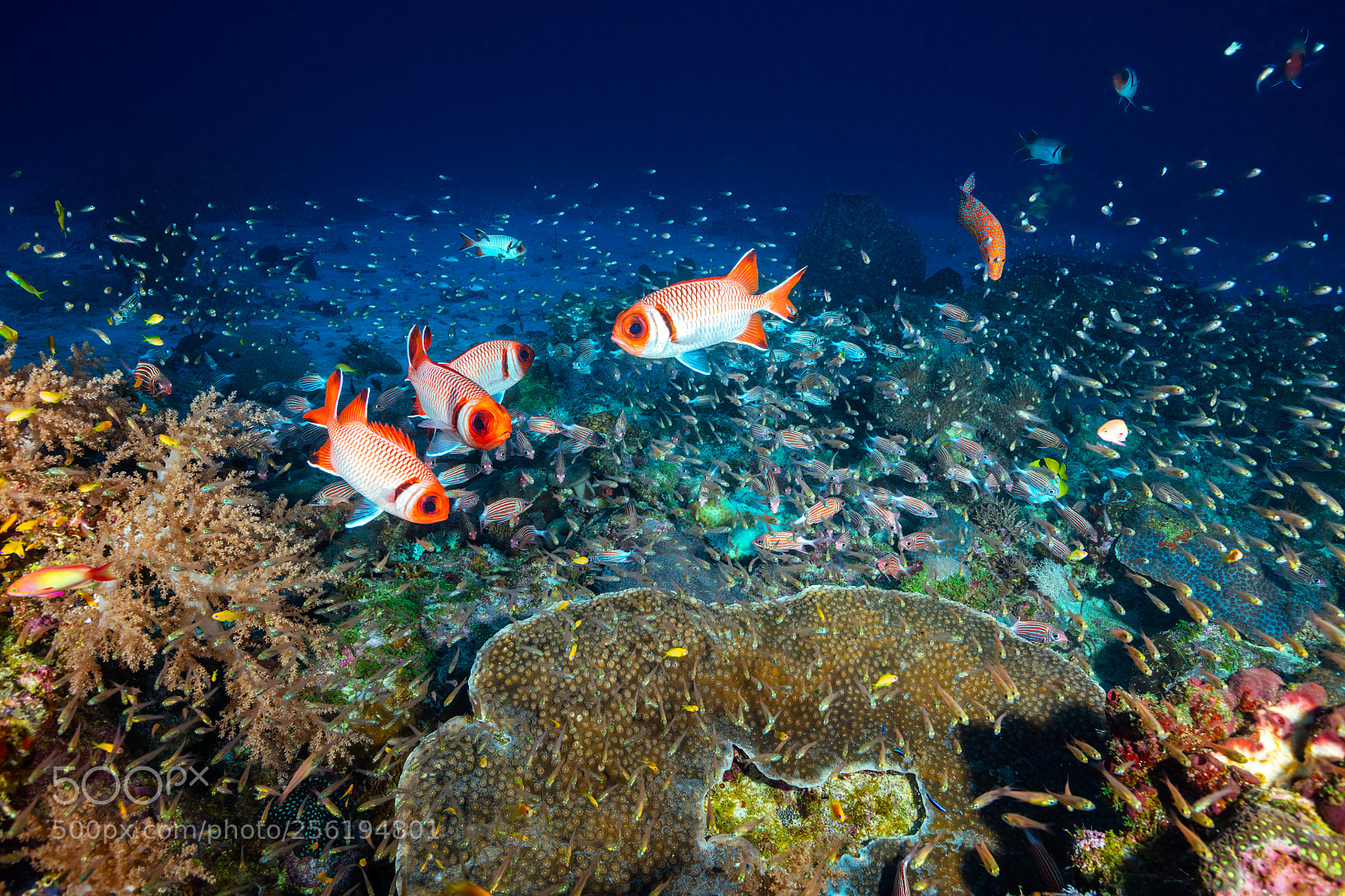 Canon EOS 5DS R sample photo. Reef life photography