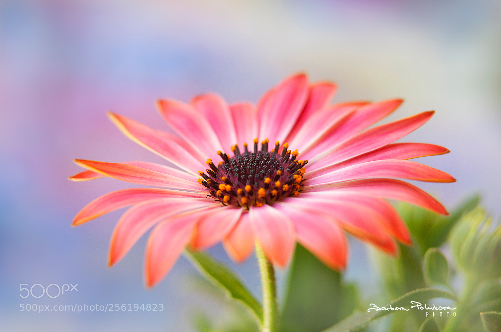 Nikon D300S sample photo. Lost in colors photography