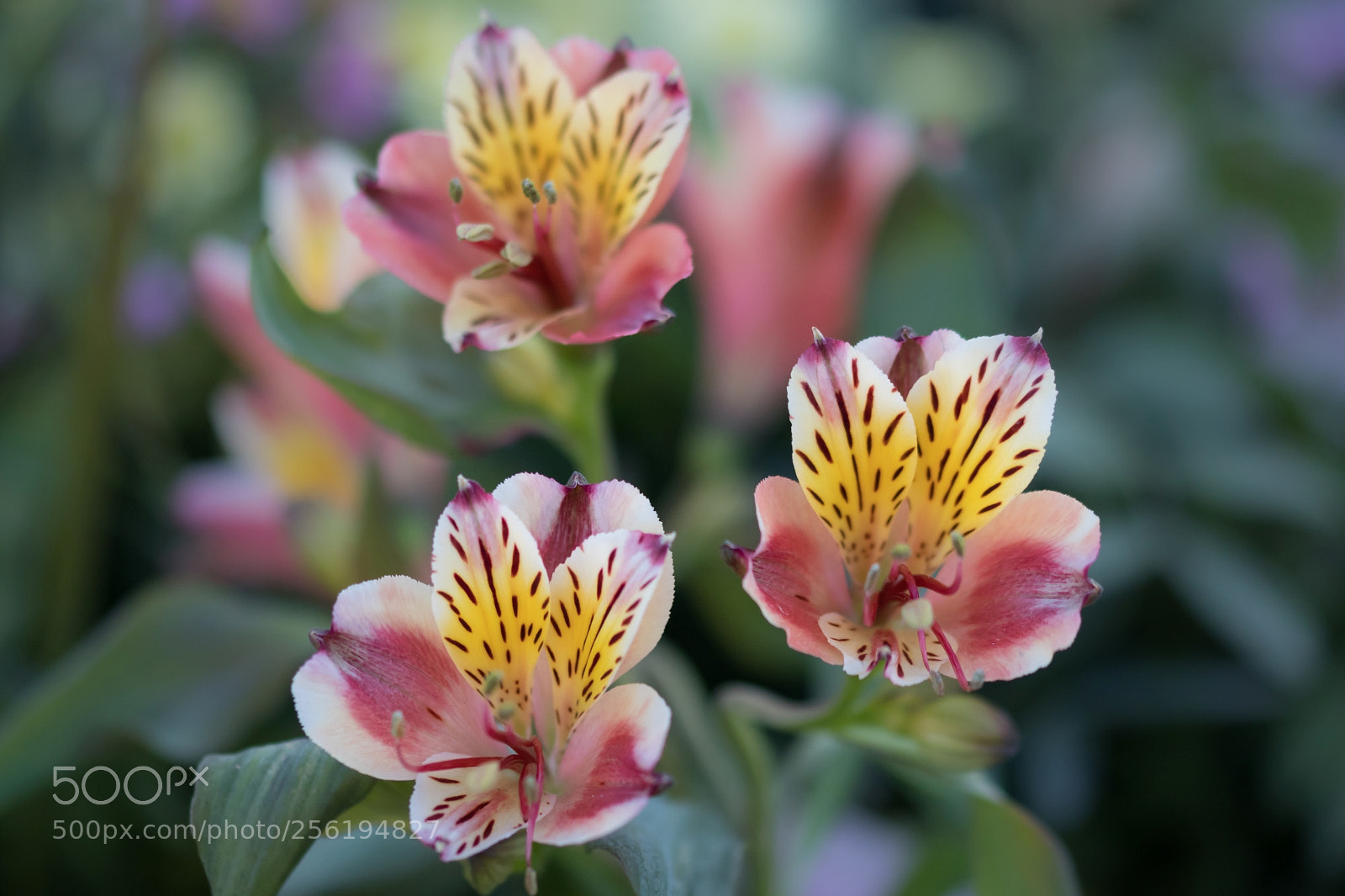 Canon EOS 77D (EOS 9000D / EOS 770D) sample photo. Another flowers - details photography