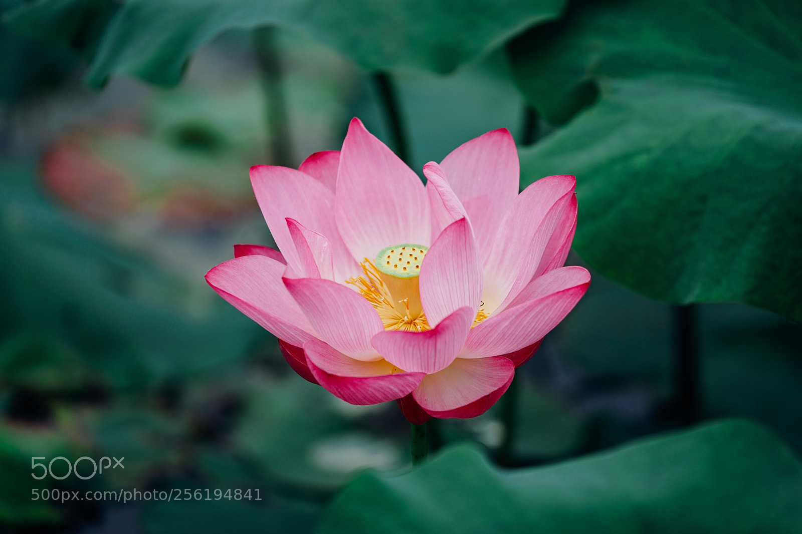 Sony a7 II sample photo. Lotus photography