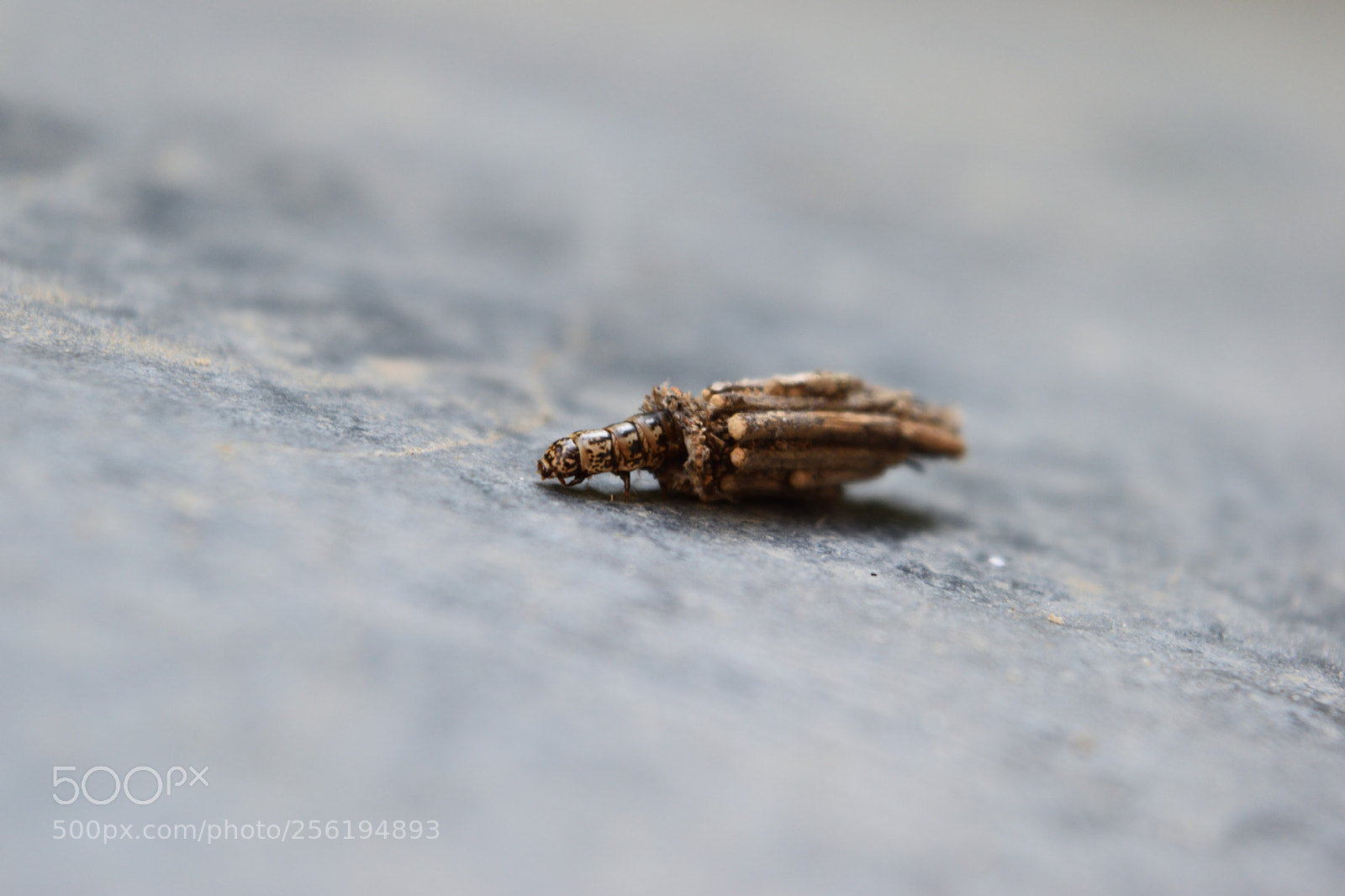 Nikon D5500 sample photo. Macro photography