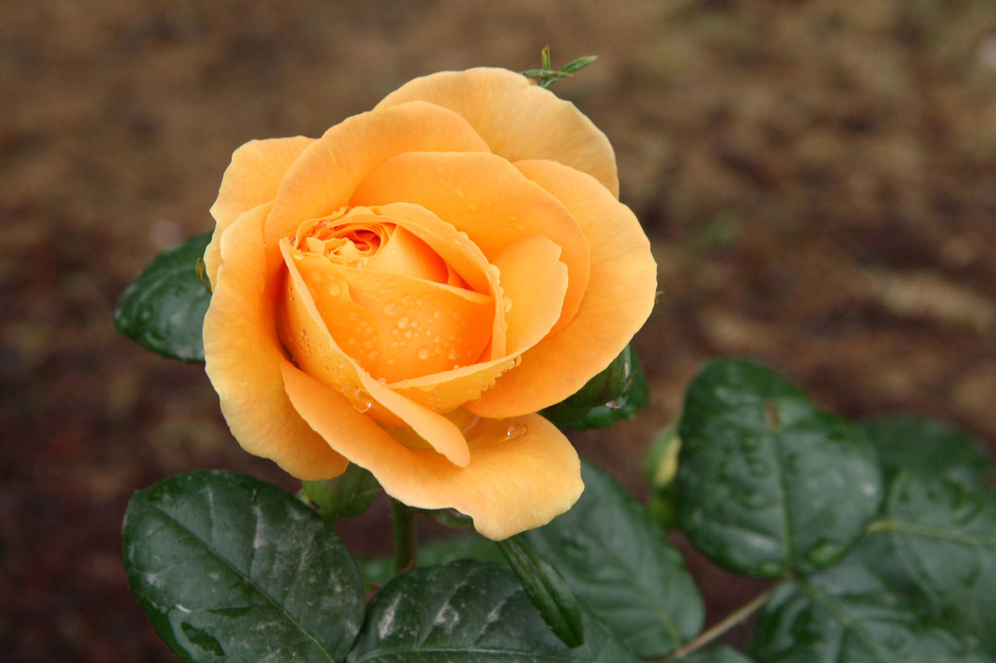 Canon EOS 400D (EOS Digital Rebel XTi / EOS Kiss Digital X) sample photo. Yellow rose photography