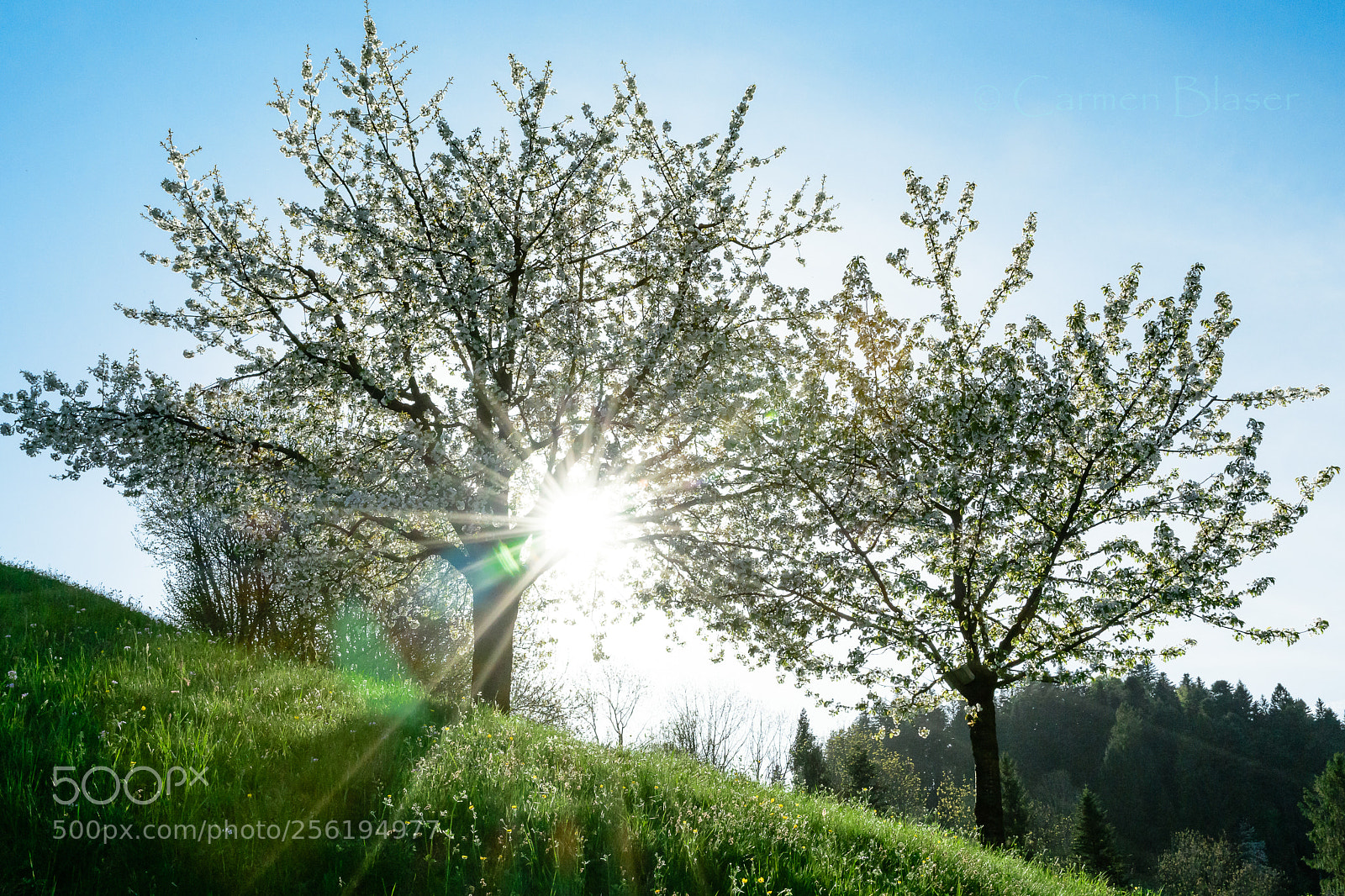 Nikon D500 sample photo. Spring photography