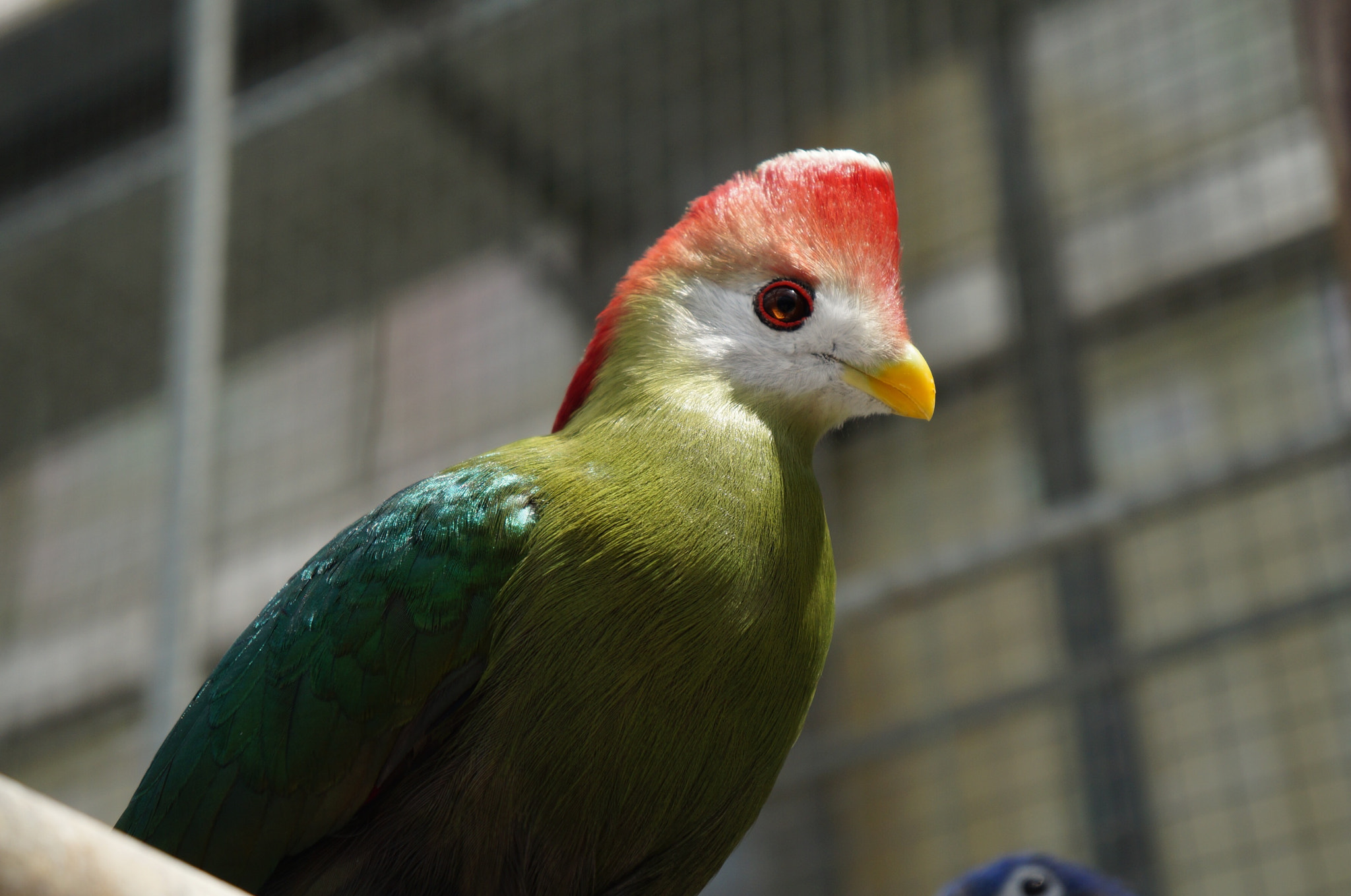 Sony Alpha NEX-3N sample photo. Red-crested turaco photography