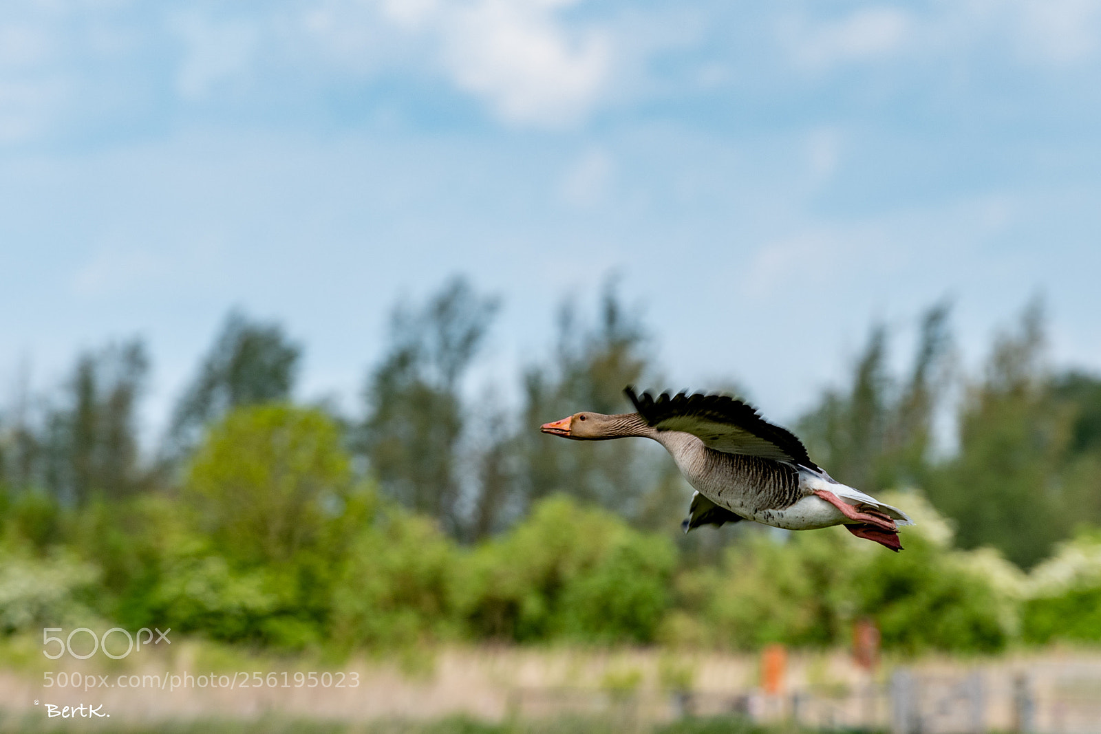 Nikon D500 sample photo. Take off photography