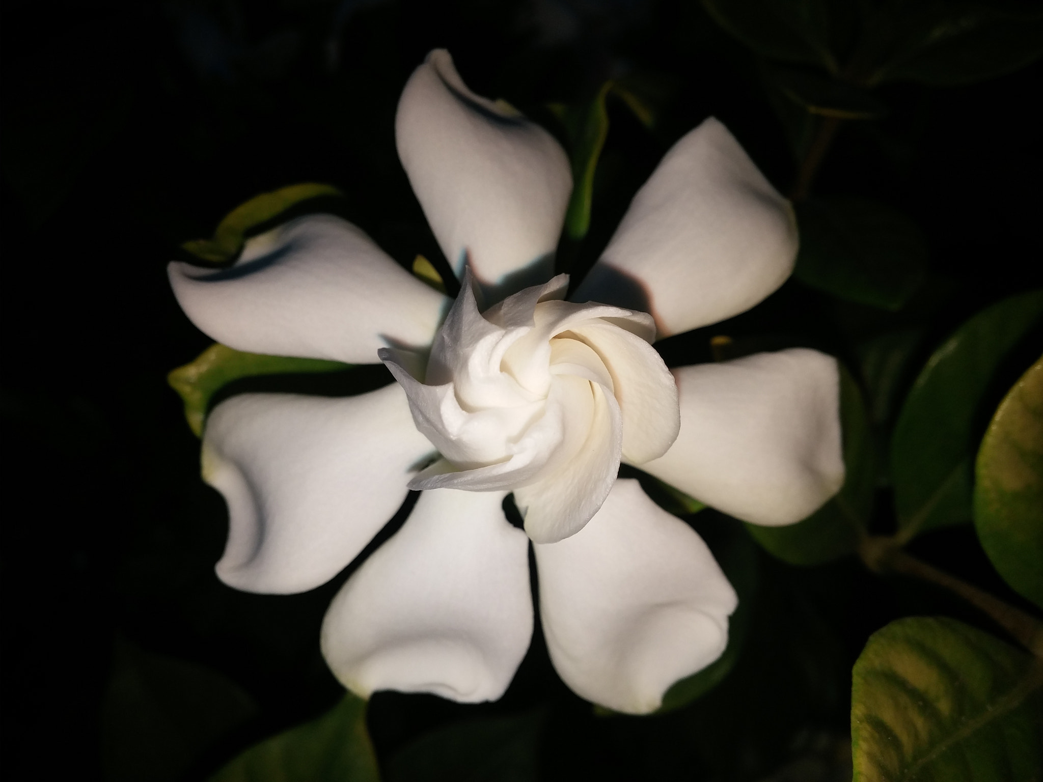 LG G3 sample photo. White flower photography