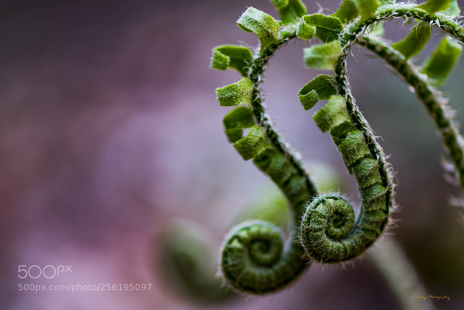 Nikon D810 sample photo. Beginnings photography