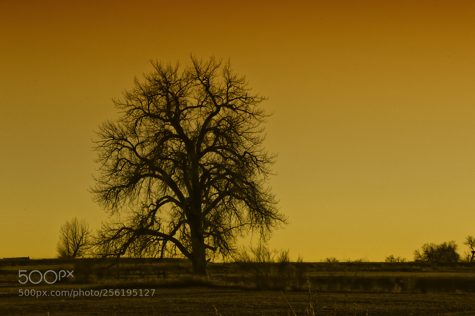 Canon EOS 7D Mark II sample photo. Sunsets tree photography