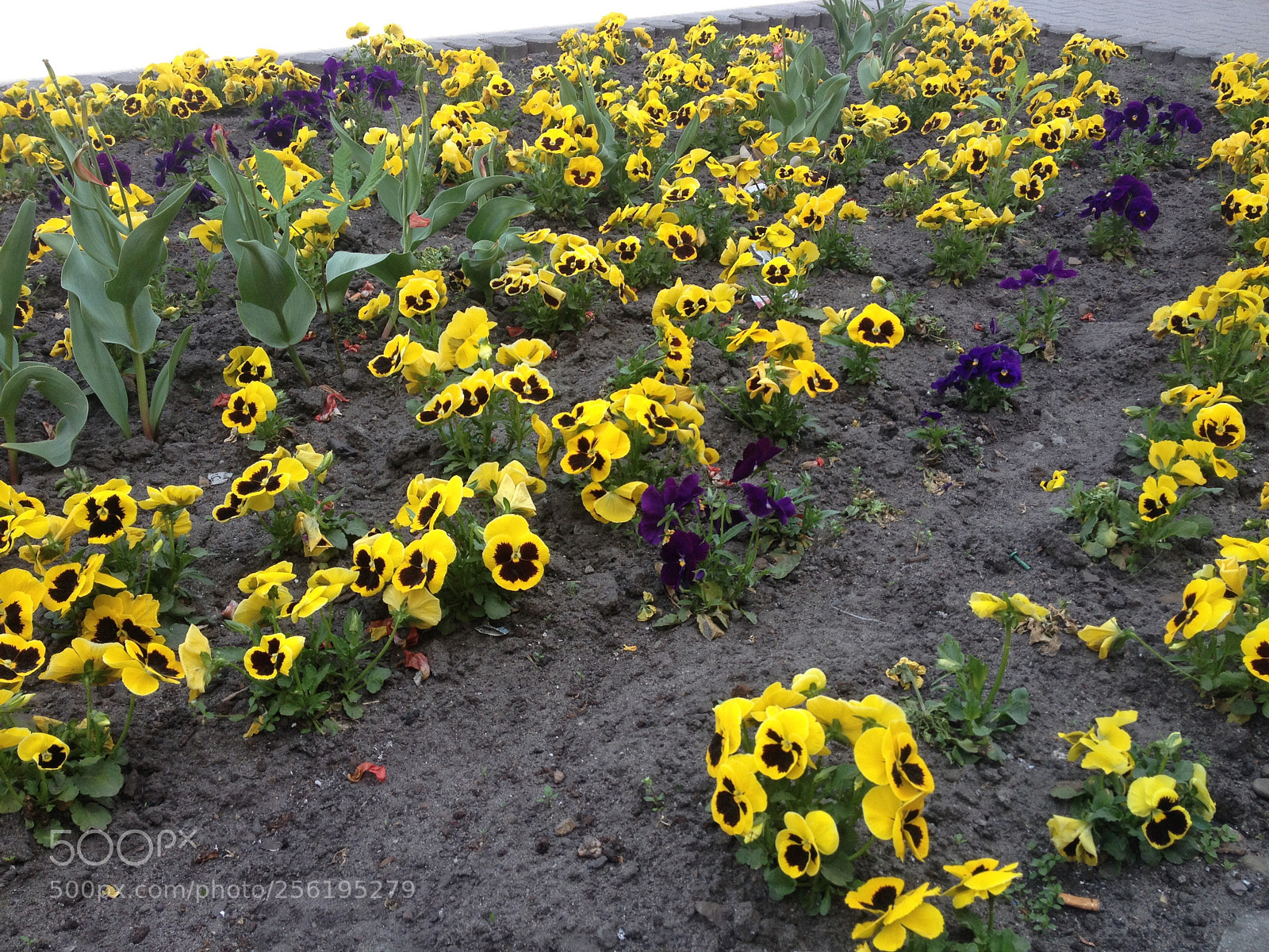 Apple iPhone 4S sample photo. Untitled photography
