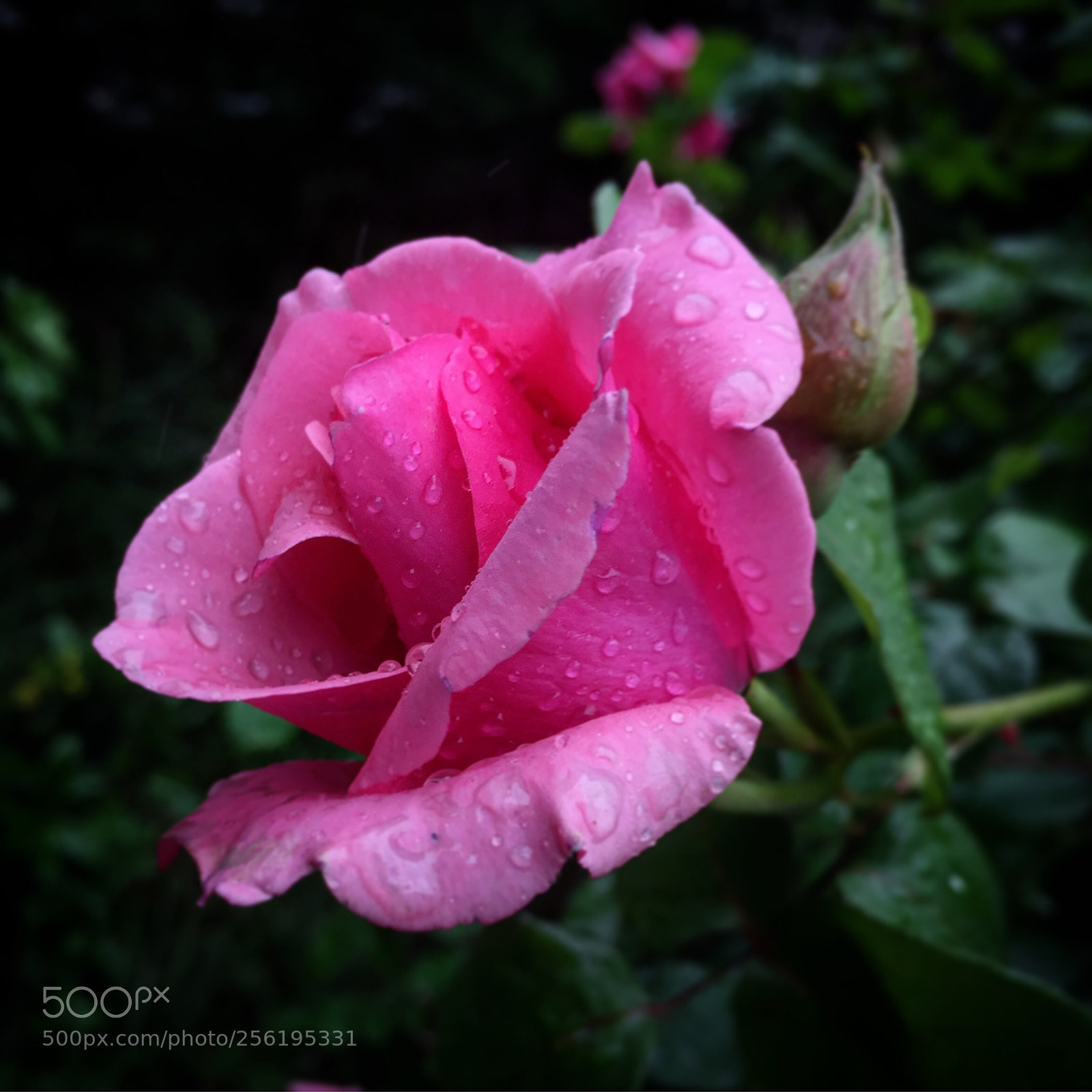 Apple iPhone 6 sample photo. Pink rose... photography