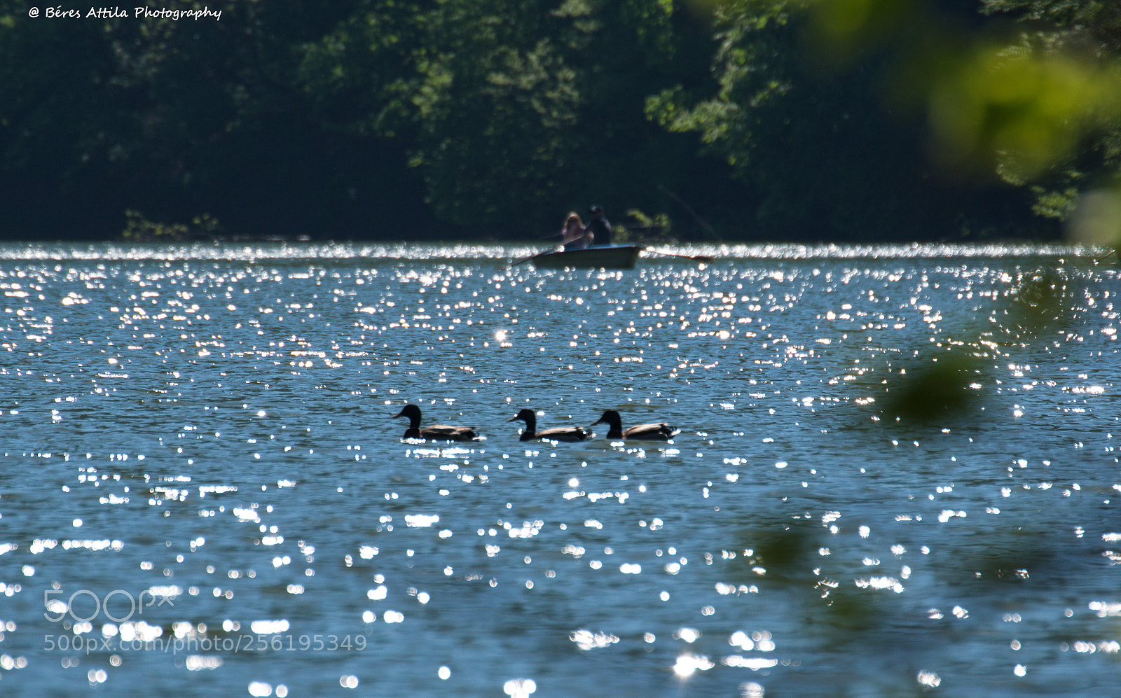 Nikon D3300 sample photo. Ducks photography
