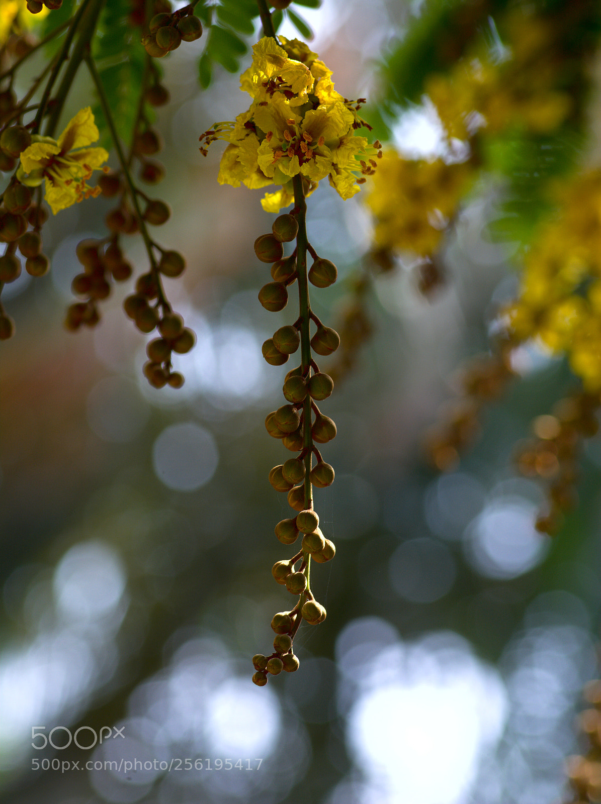 Nikon D7100 sample photo. Untitled photography