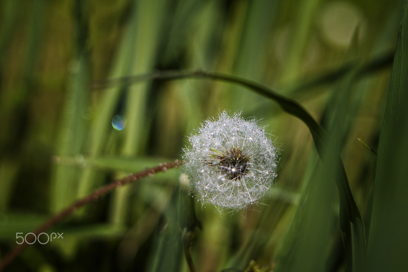 Canon EF 100mm F2.8L Macro IS USM sample photo. Curled up in the grass photography