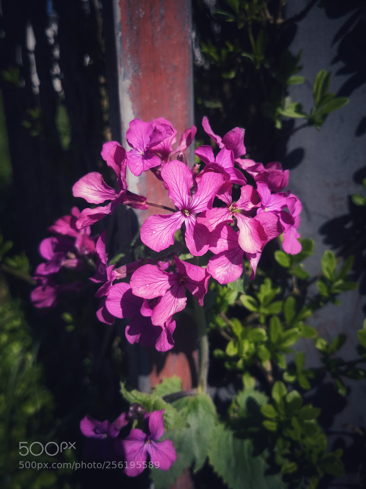 HUAWEI Mate 10 Pro sample photo. Untitled photography
