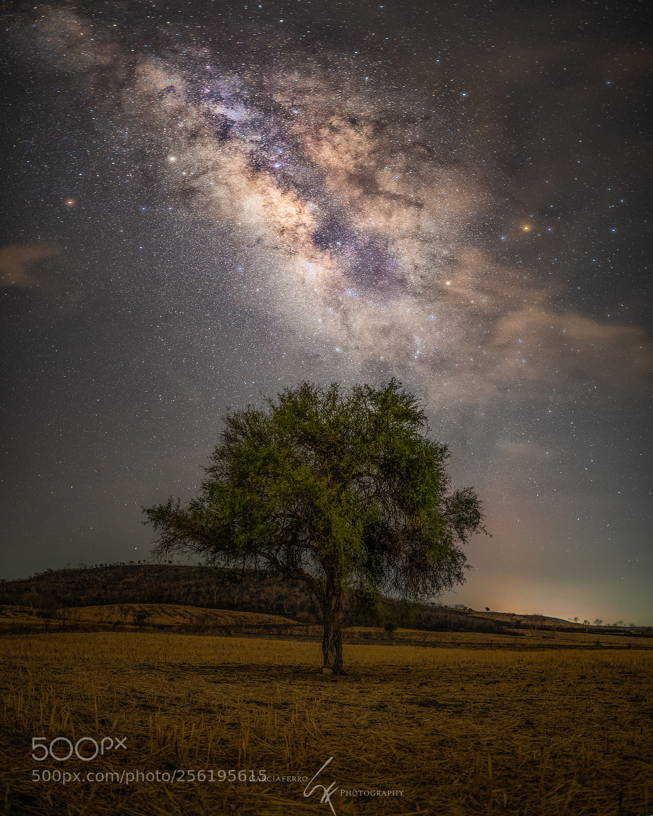 Canon EOS-1D X Mark II sample photo. Lonely tree under milkyway photography