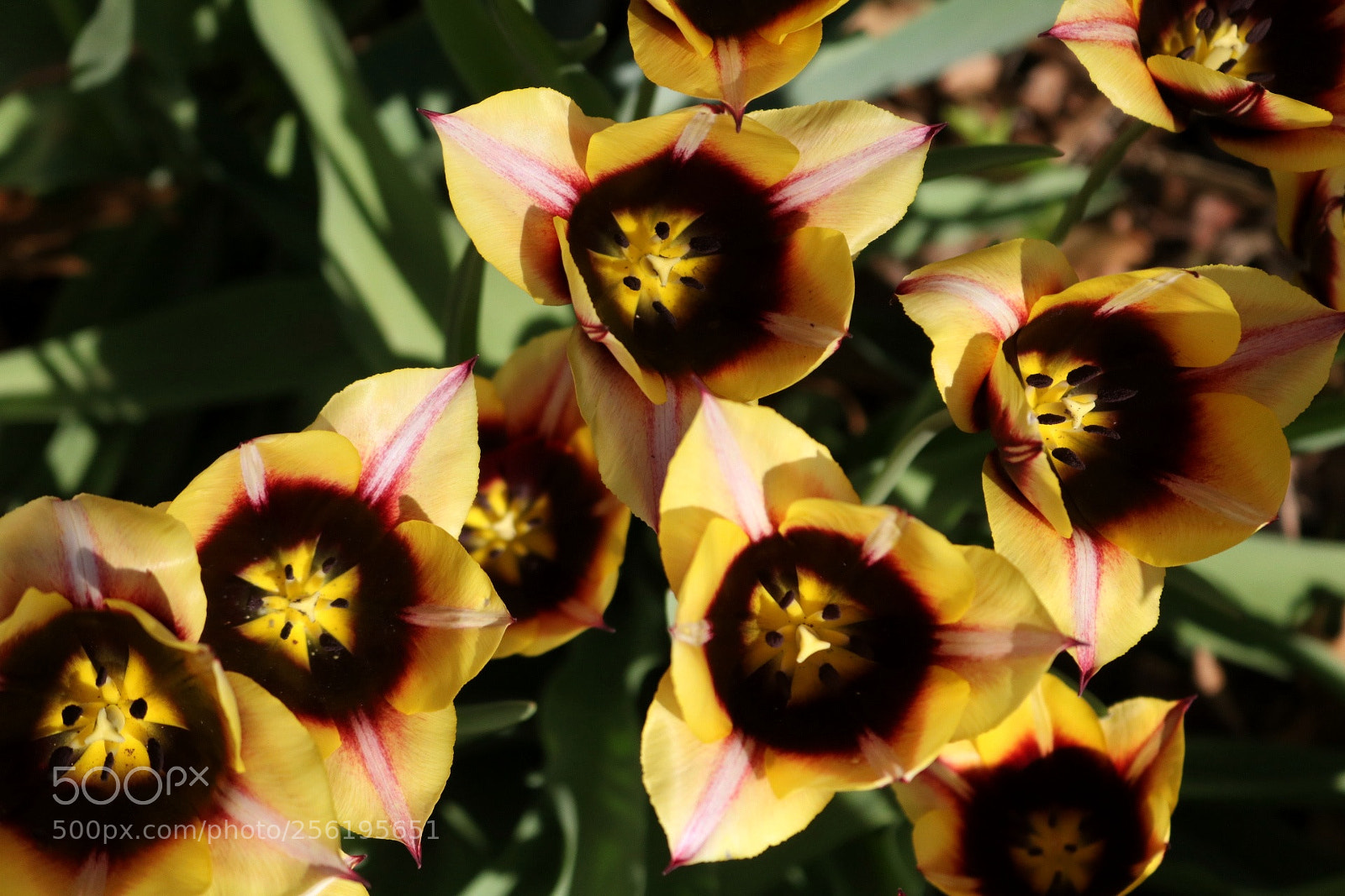 Canon EOS 750D (EOS Rebel T6i / EOS Kiss X8i) sample photo. Tulip party photography