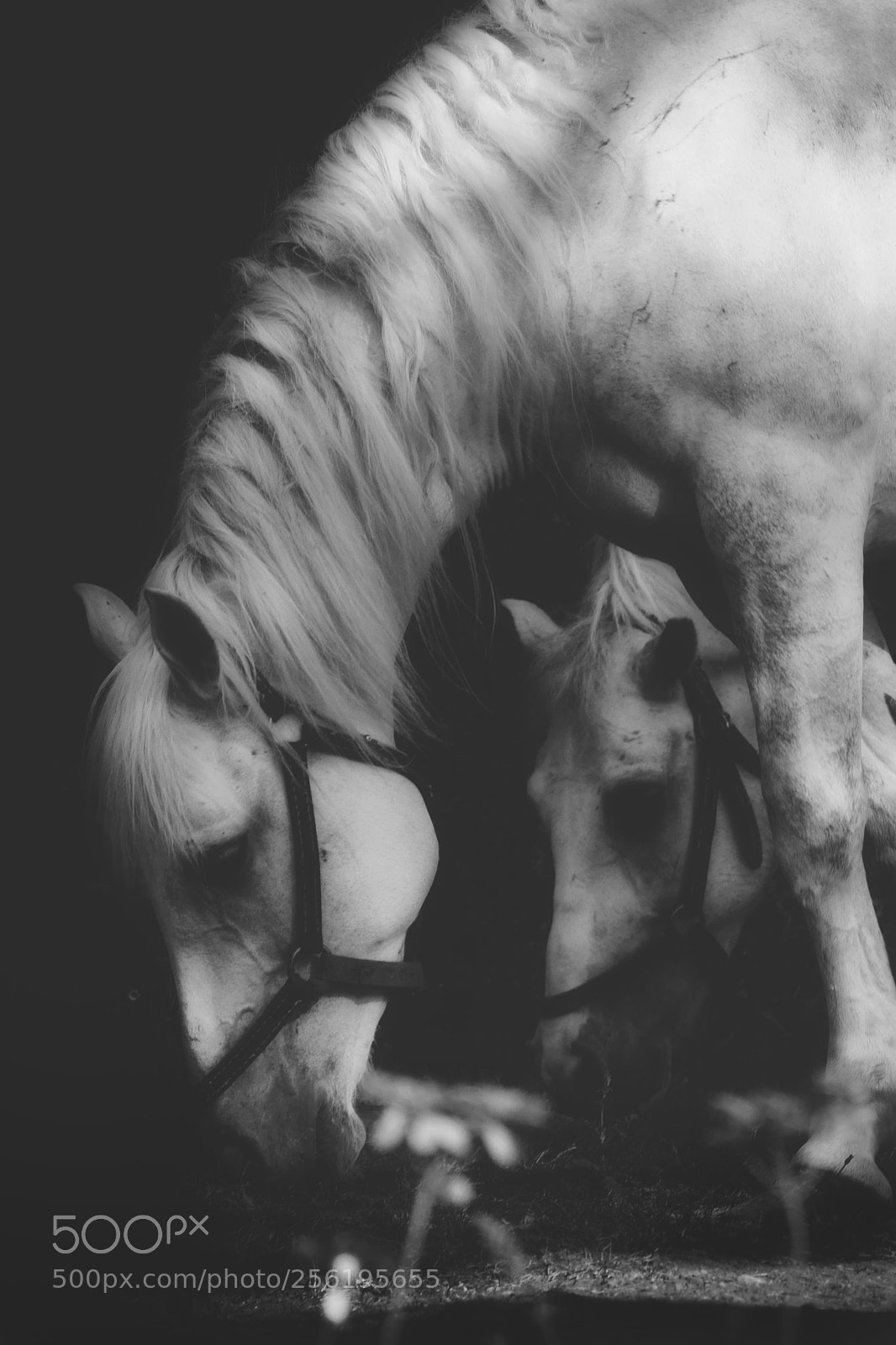 Panasonic Lumix DMC-GX7 sample photo. Horse. photography