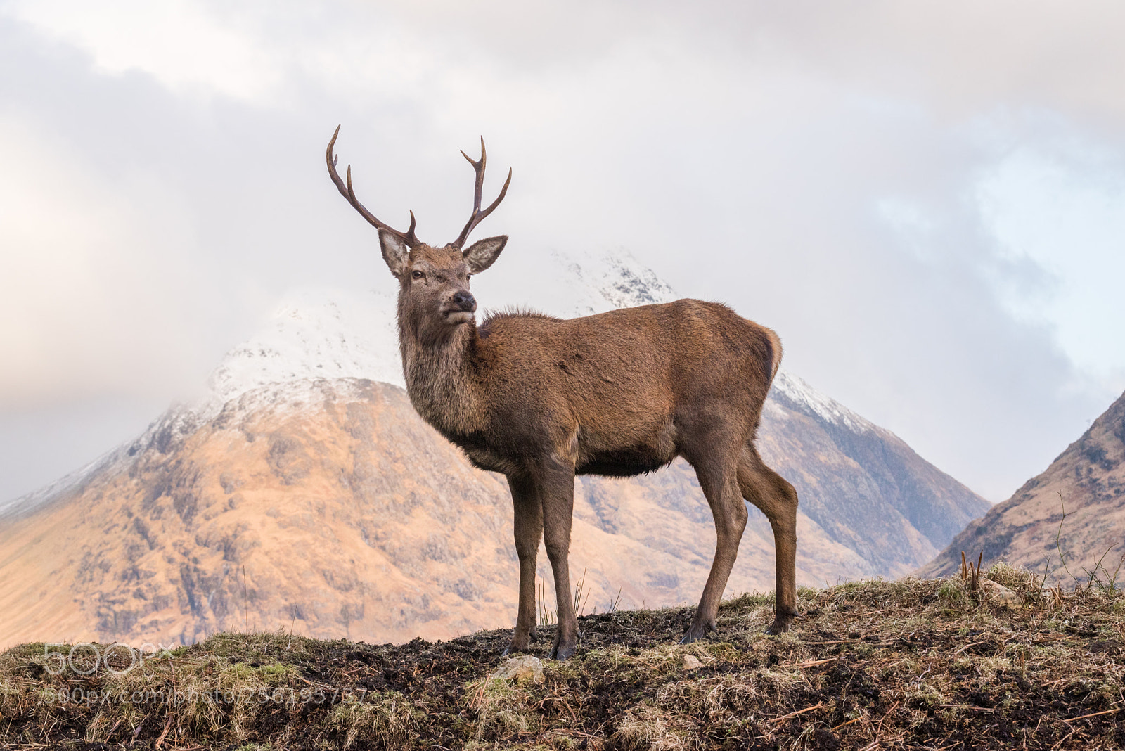 Nikon D810 sample photo. Glen etive red deer photography