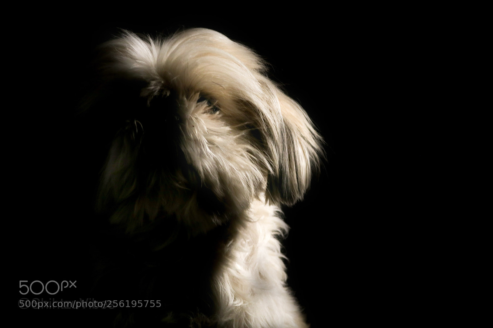 Canon EOS 750D (EOS Rebel T6i / EOS Kiss X8i) sample photo. Maya photography