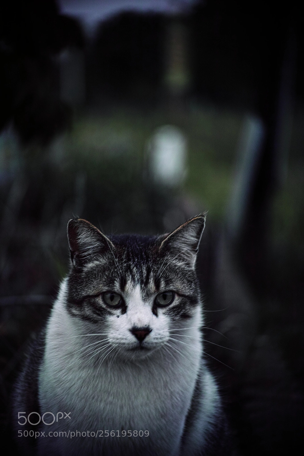 Sigma DP3 Merrill sample photo. Cat every day photography