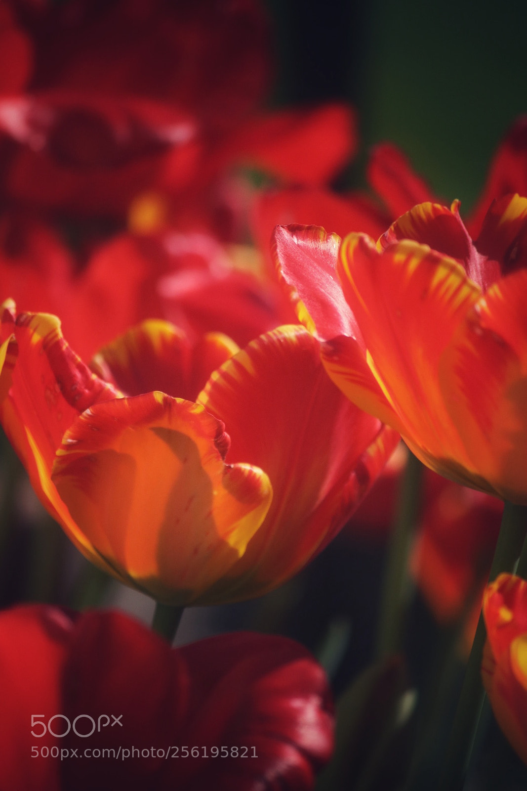 Canon EOS 750D (EOS Rebel T6i / EOS Kiss X8i) sample photo. Here in my garden photography