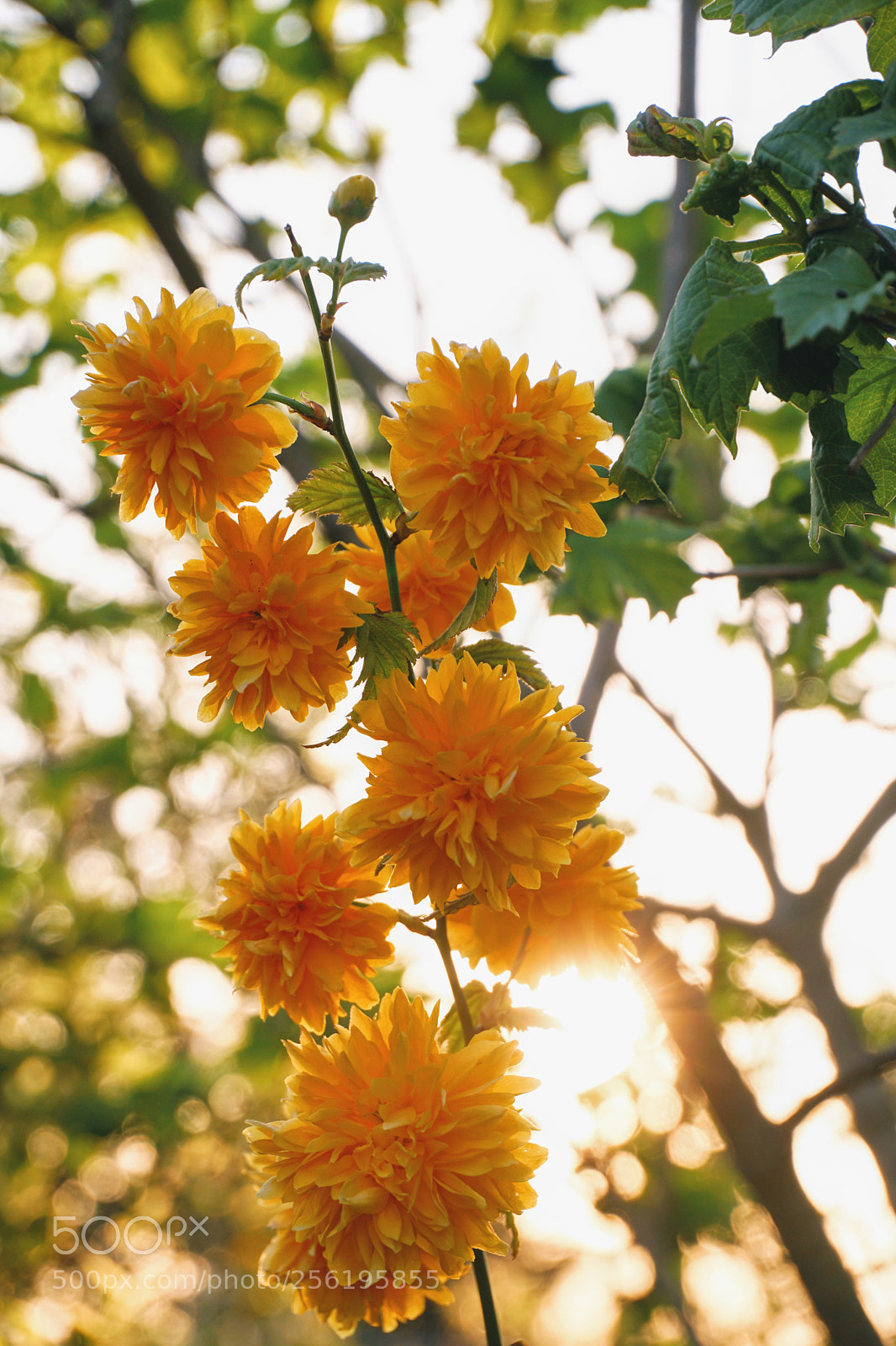 Sony a6300 sample photo. Flowers photography
