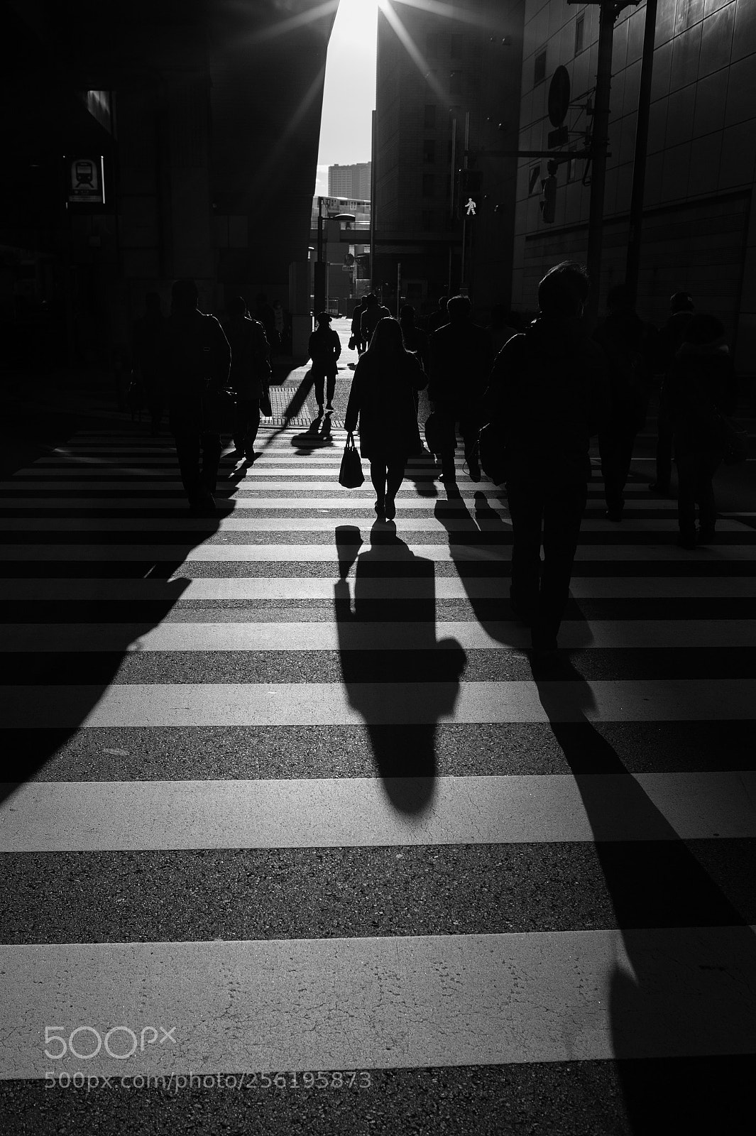 Leica M9 sample photo. Zebra delta photography