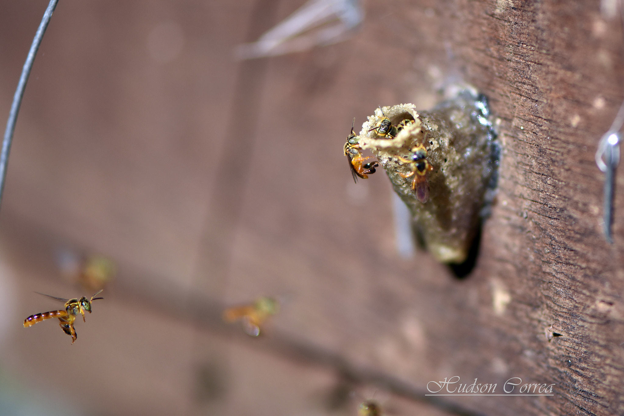 Nikon D7200 + Nikon AF-S Micro-Nikkor 105mm F2.8G IF-ED VR sample photo. Hive photography