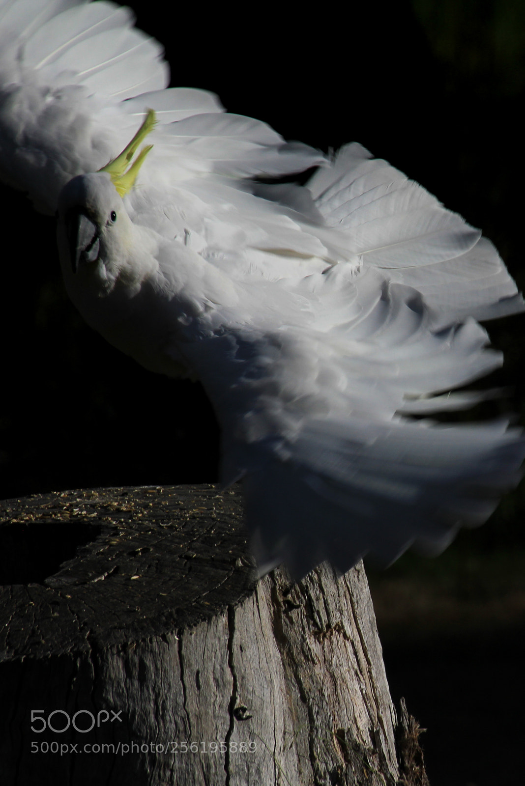 Canon EOS 550D (EOS Rebel T2i / EOS Kiss X4) sample photo. Cockatoo in flight photography