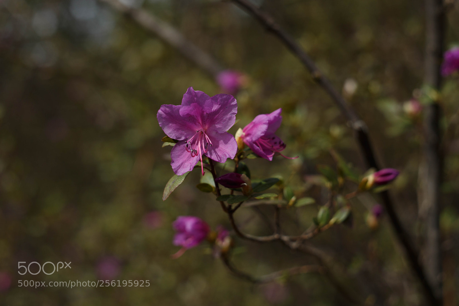 Canon EOS 6D sample photo. Img photography
