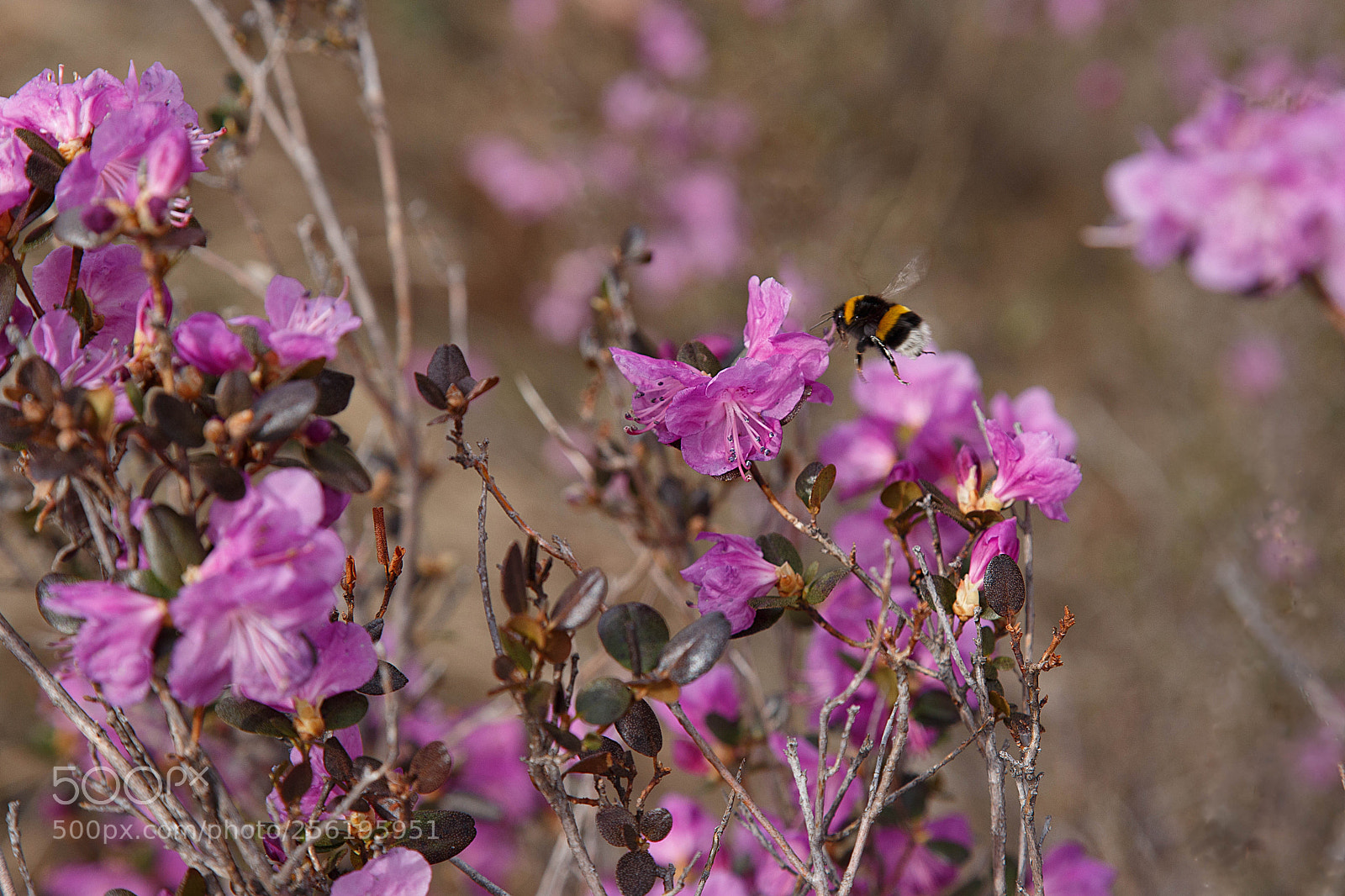 Canon EOS 6D sample photo. Edit photography