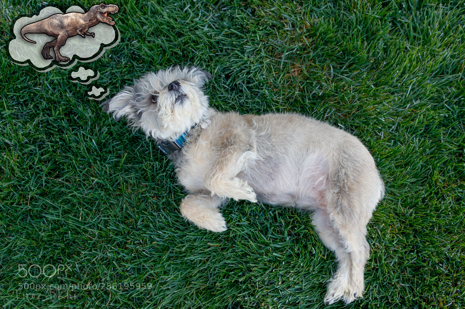 Canon EOS 80D sample photo. Dream big! photography