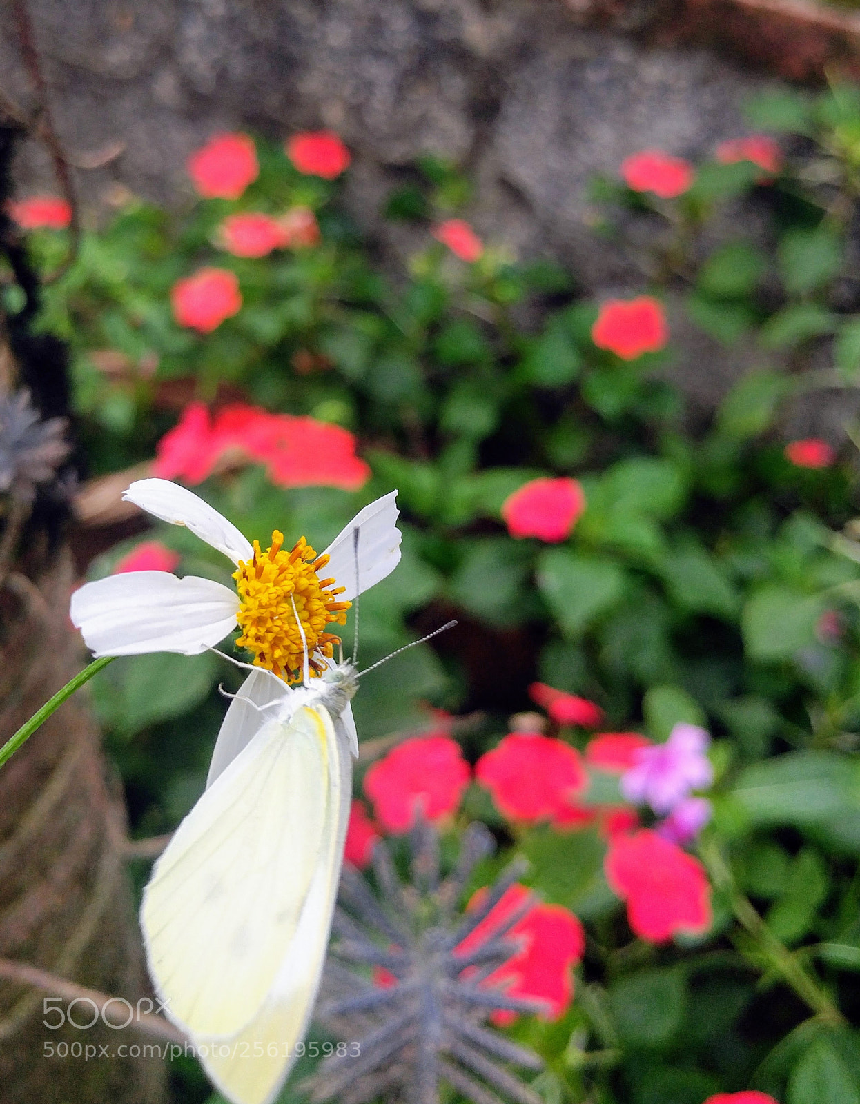 LG G5 sample photo. Butterfly photography