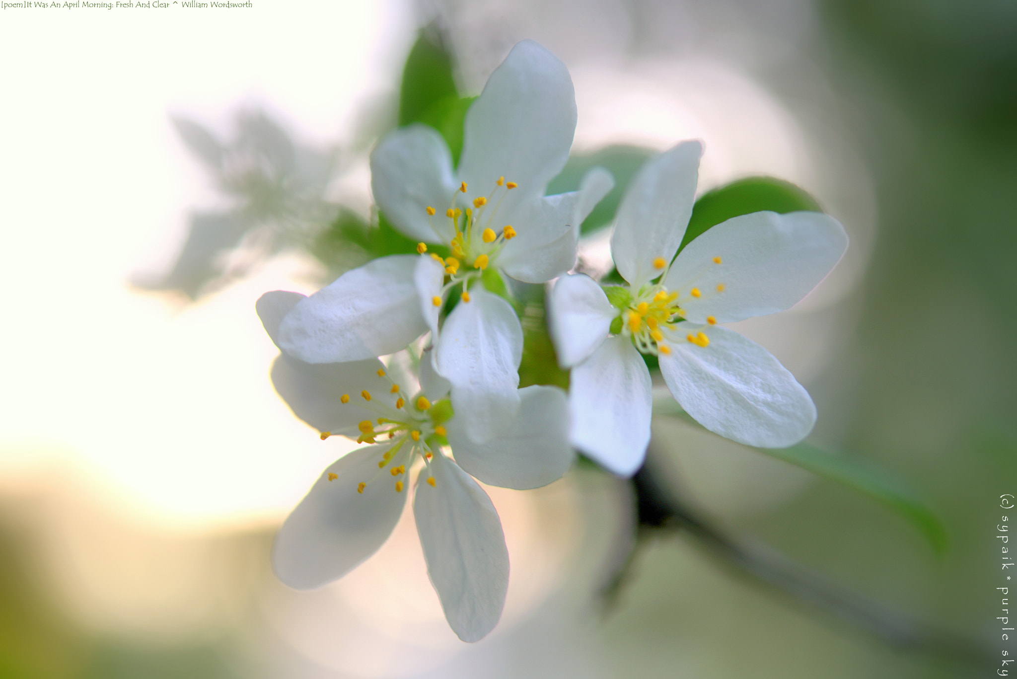 Nikon D750 + Nikon AF-S Micro-Nikkor 60mm F2.8G ED sample photo. It was an april morning: fresh and clear ** photography