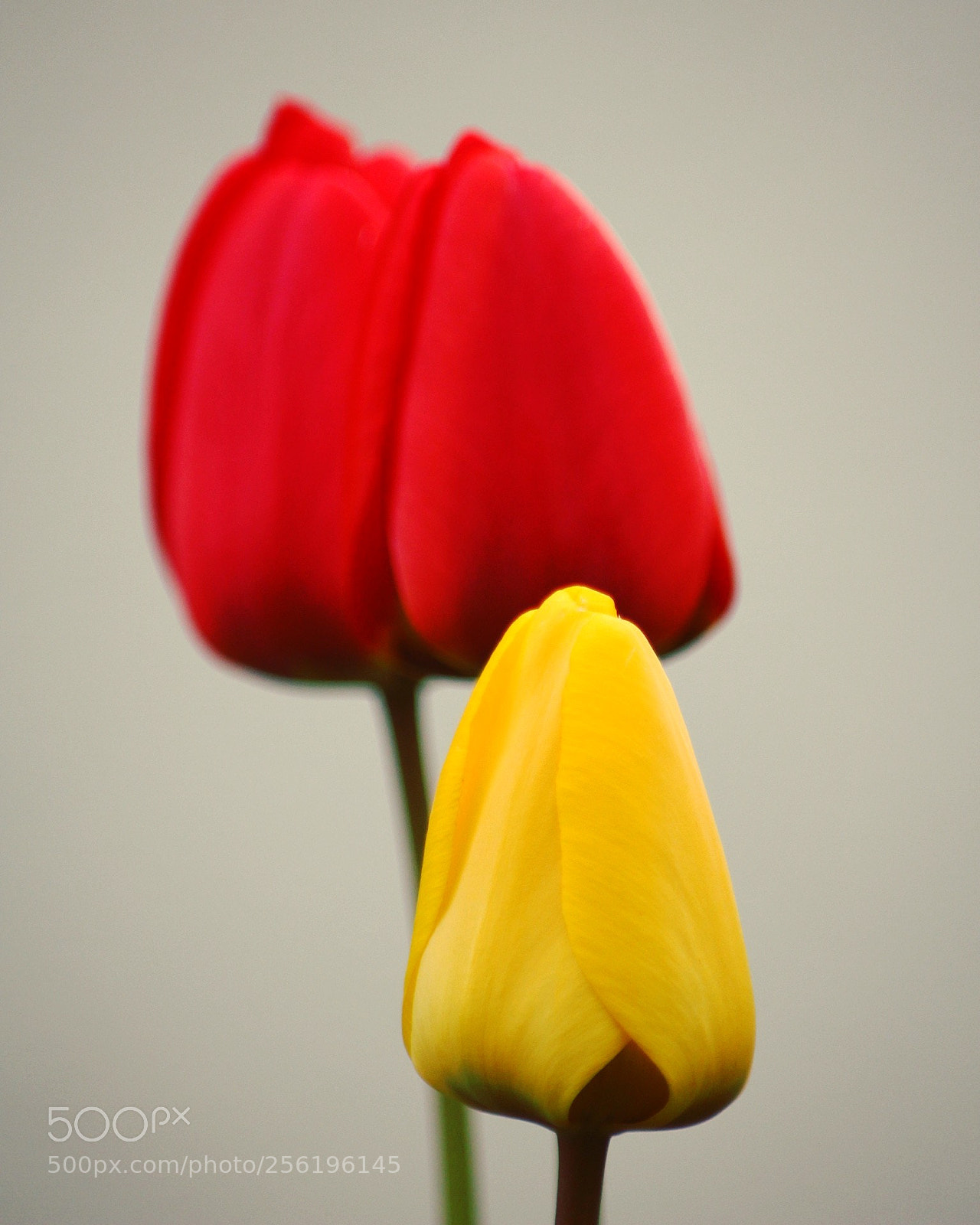 Canon EOS 100D (EOS Rebel SL1 / EOS Kiss X7) sample photo. Tulipssssss.... photography