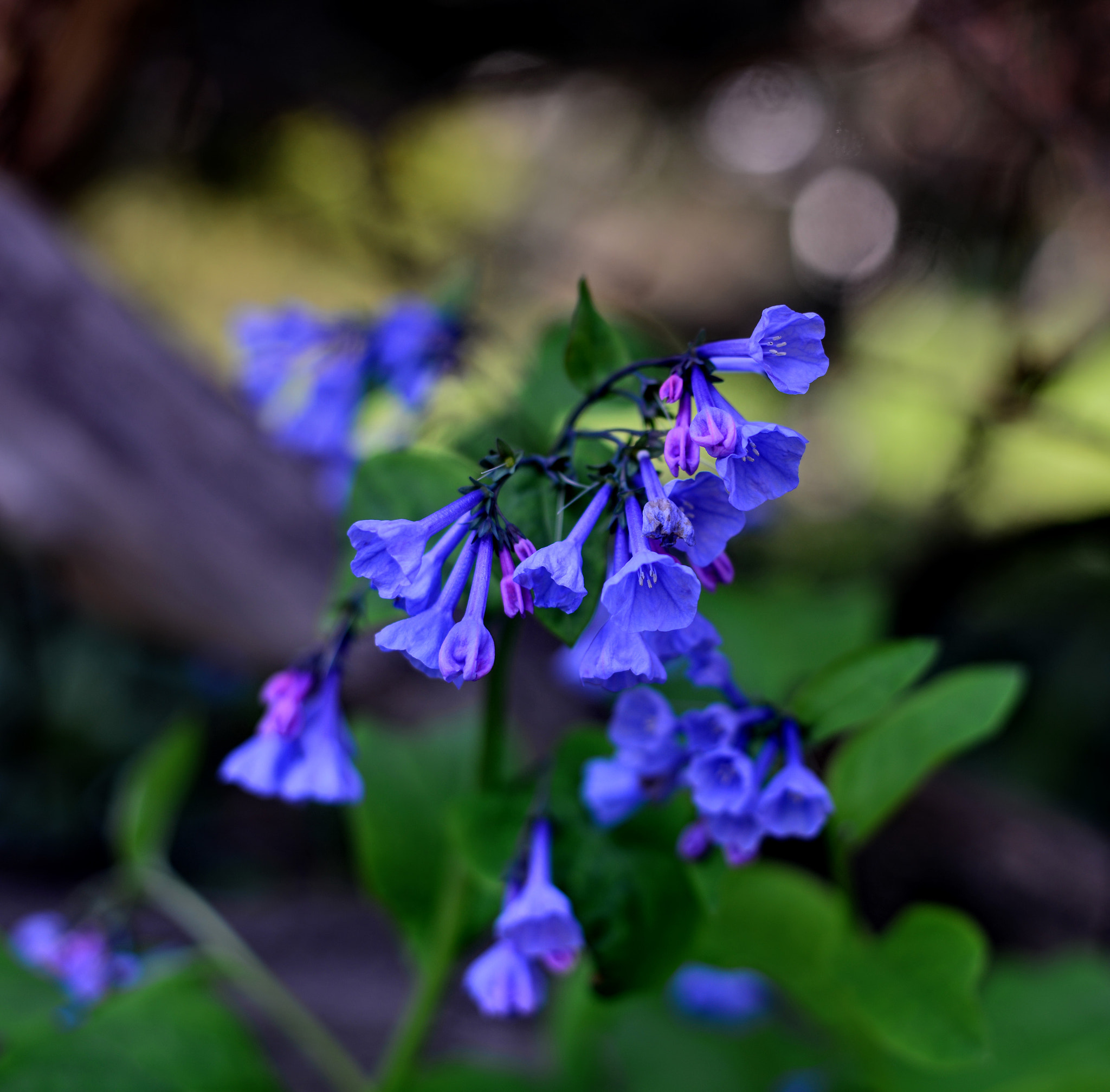 Nikon D800 + Nikon AF-S Nikkor 50mm F1.8G sample photo. Pur(plexed) !!! photography