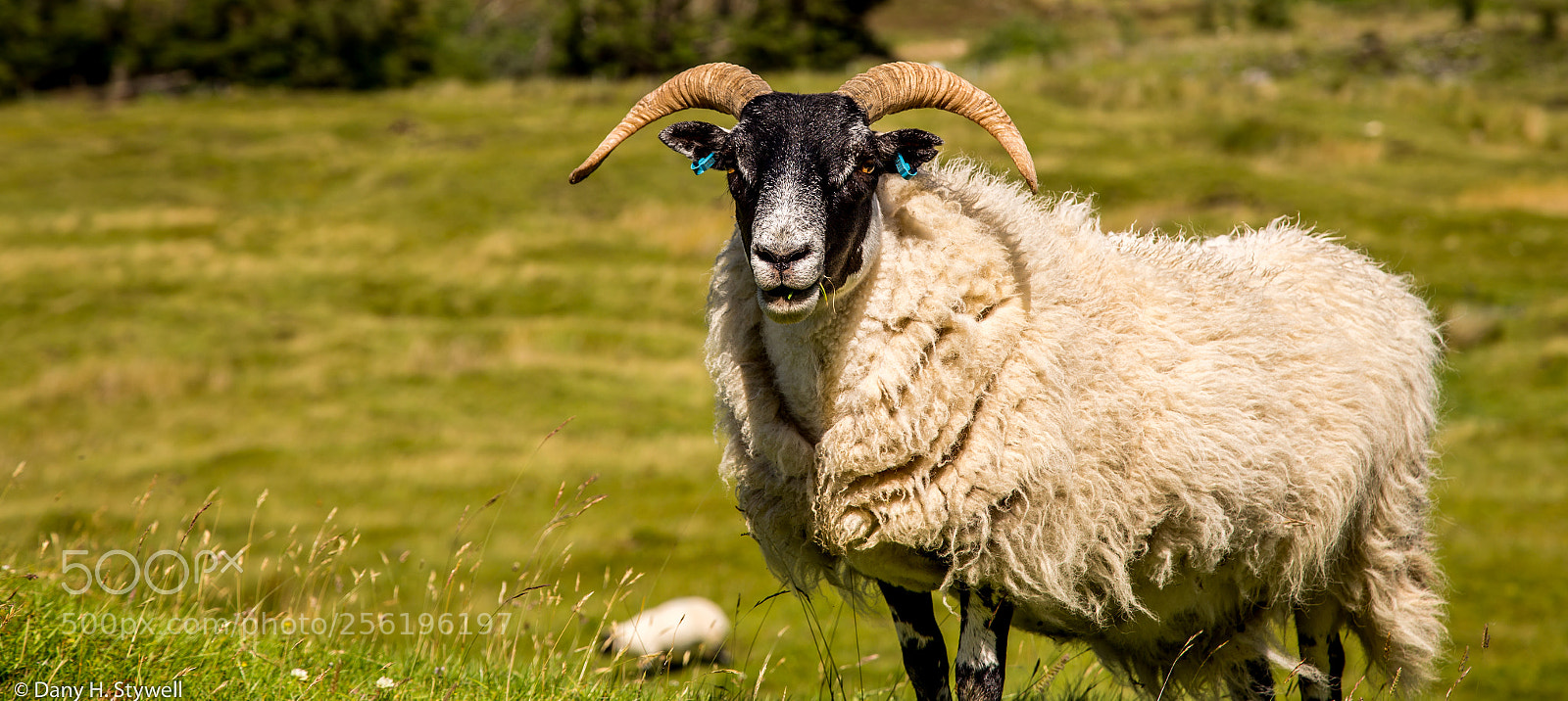 Canon EOS 6D sample photo. Ecosse photography