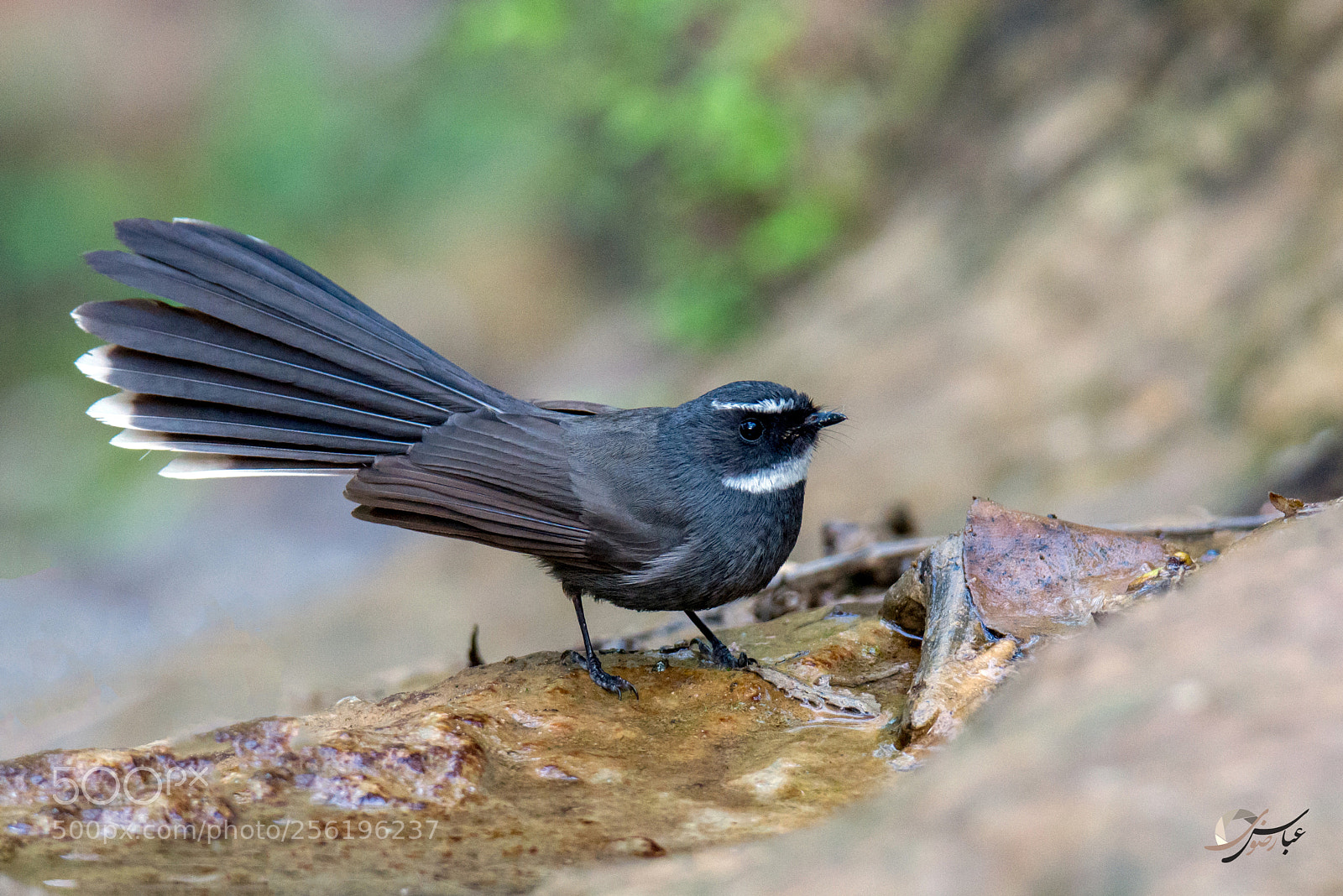 Nikon D7100 sample photo. White throated fantail photography
