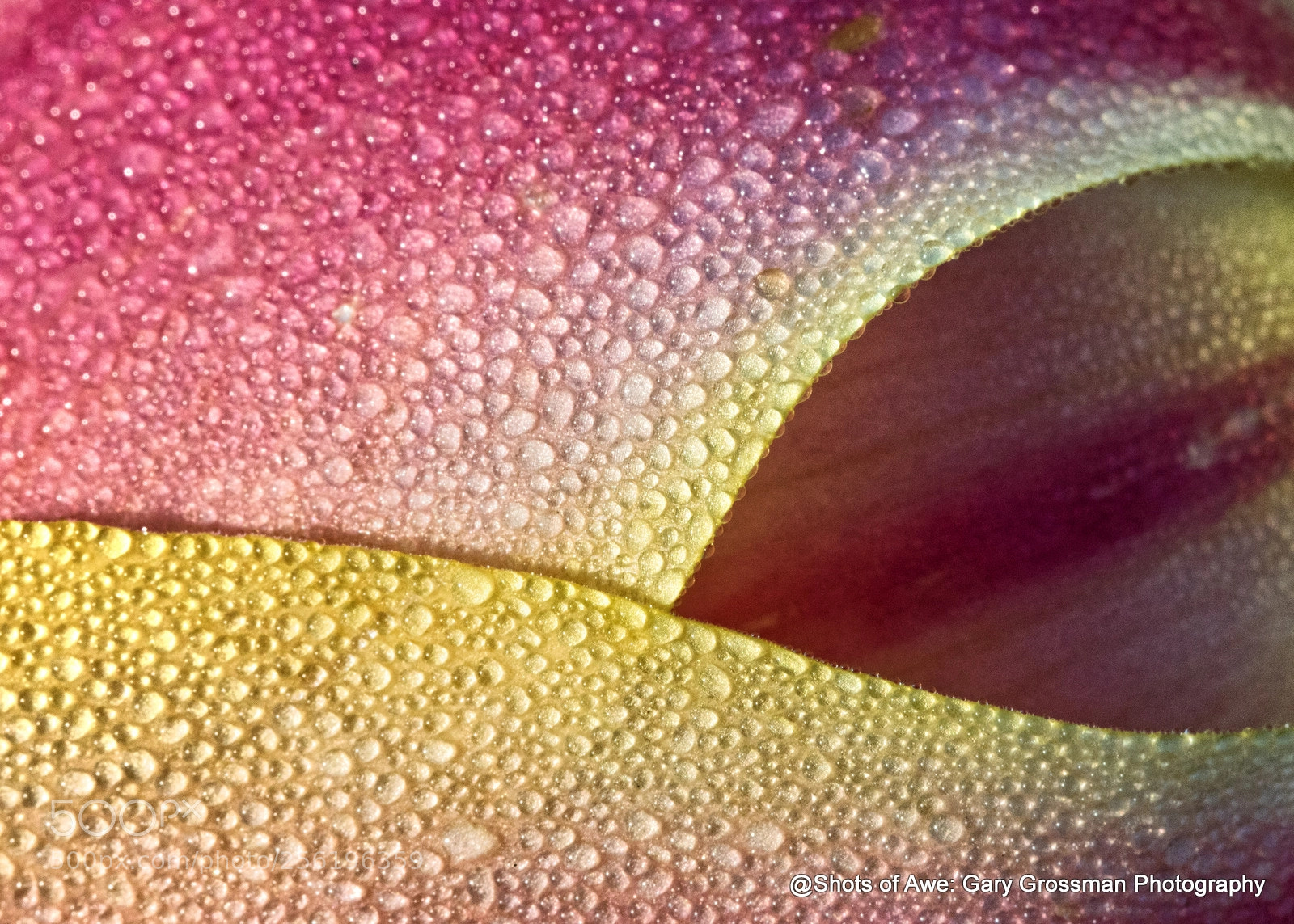 Canon EOS 7D Mark II sample photo. Tulip up close photography