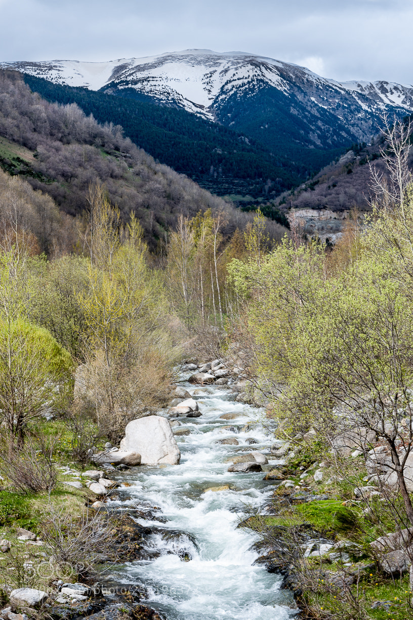 Nikon D750 sample photo. Spring in setcases photography