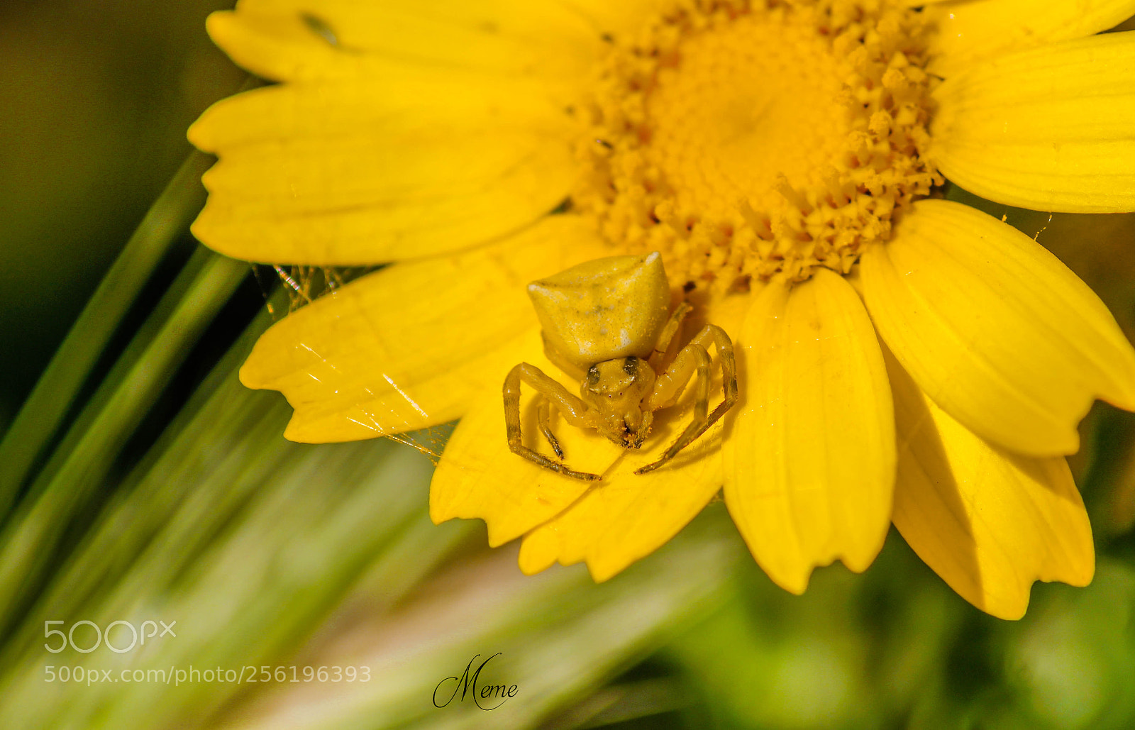 Canon EOS 1200D (EOS Rebel T5 / EOS Kiss X70 / EOS Hi) sample photo. Yellow crab spider ara photography