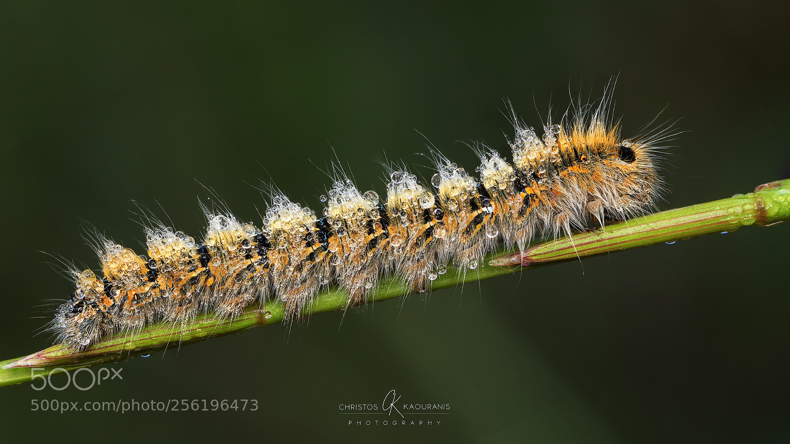 Canon EOS 600D (Rebel EOS T3i / EOS Kiss X5) sample photo. "sparkly" the caterpillar photography